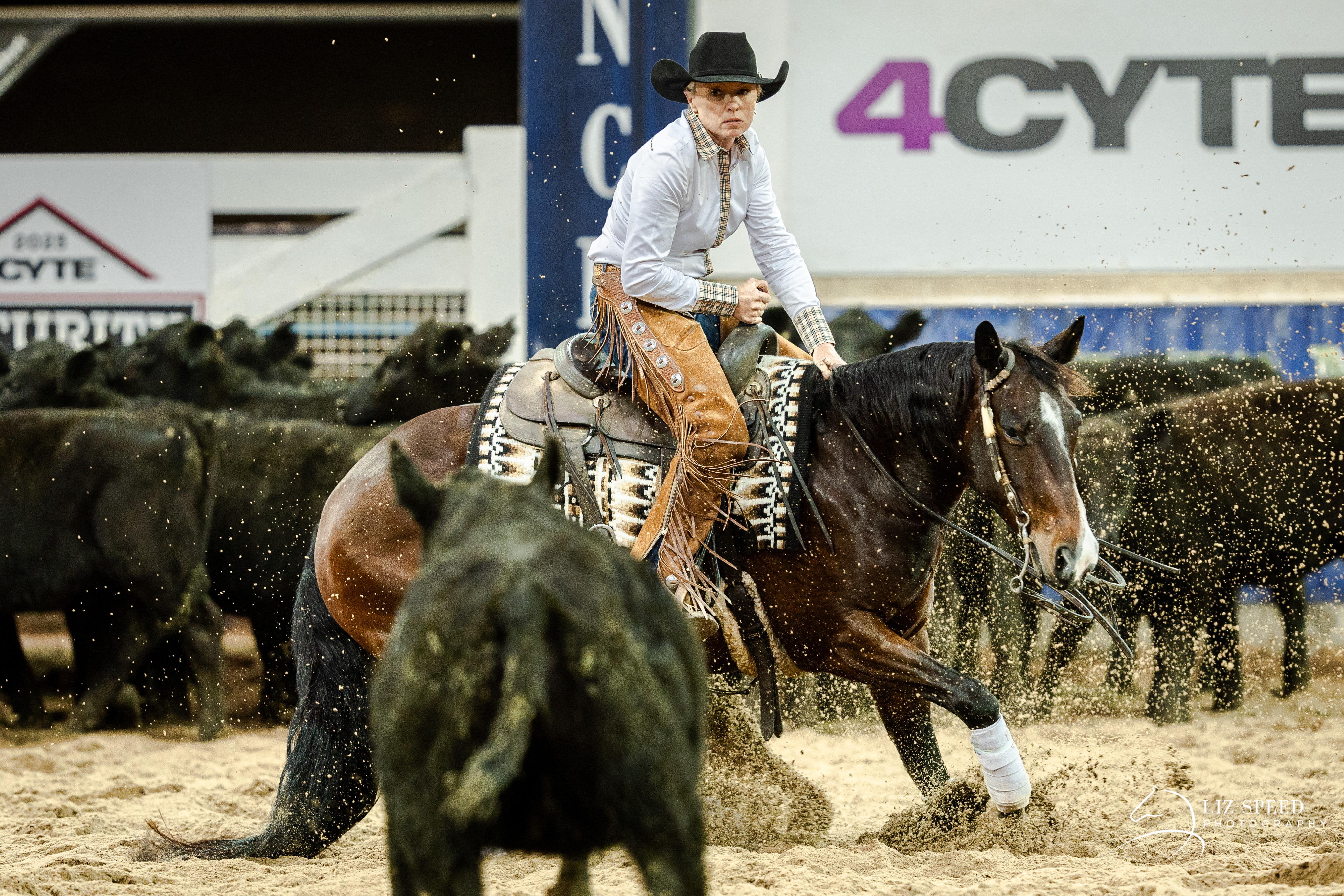 stallion image 