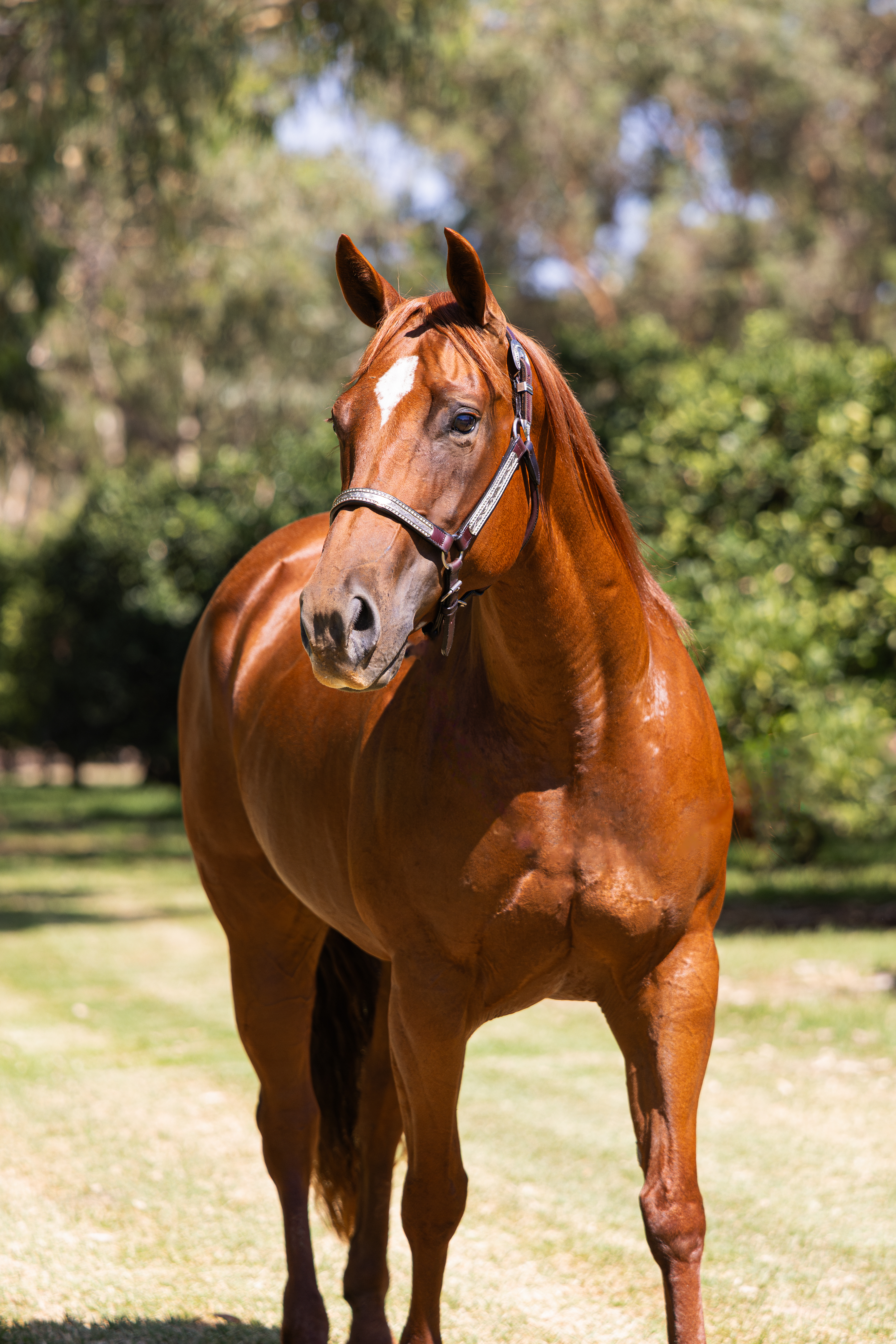stallion image
