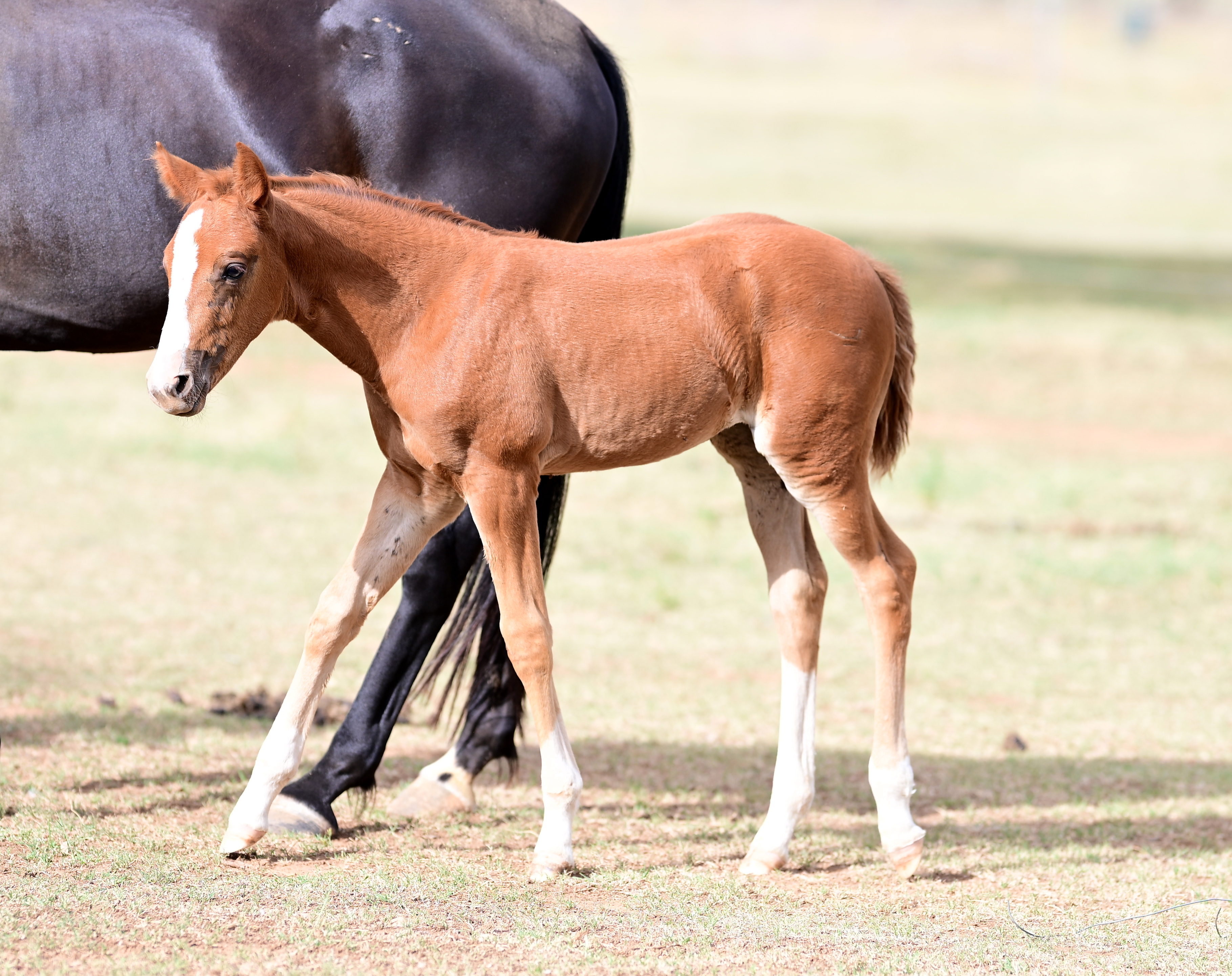 stallion image