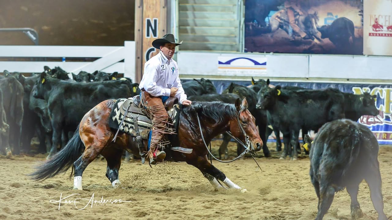 stallion image