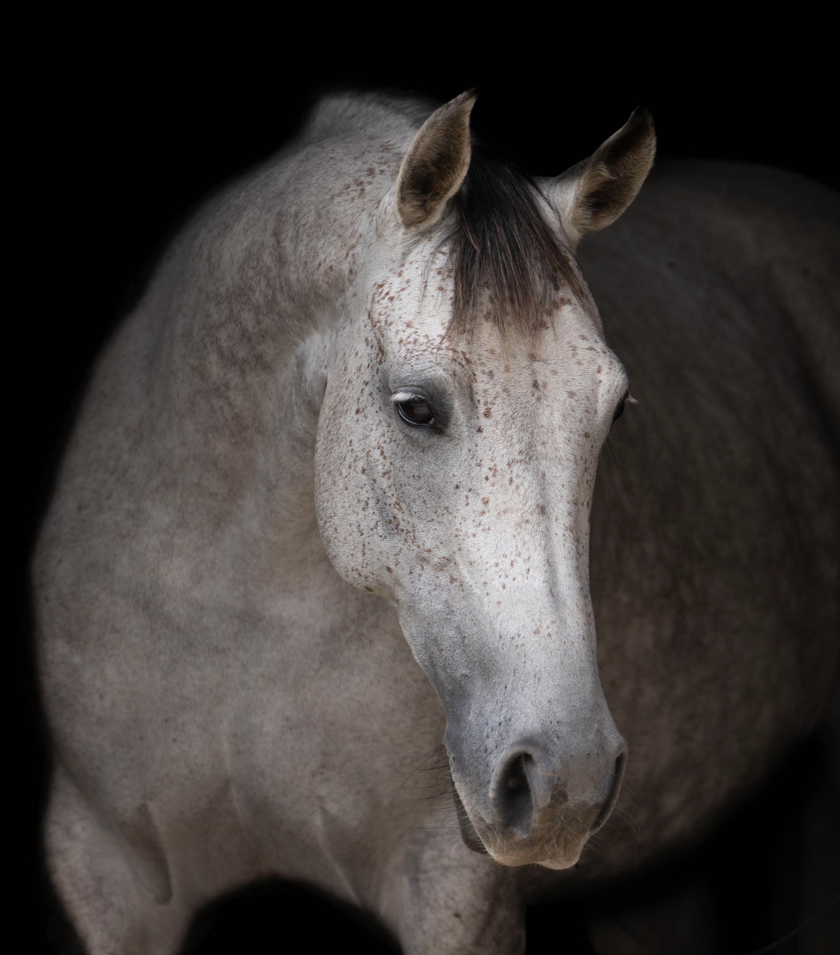 stallion/2026/1776510684_kpbwc.jpg