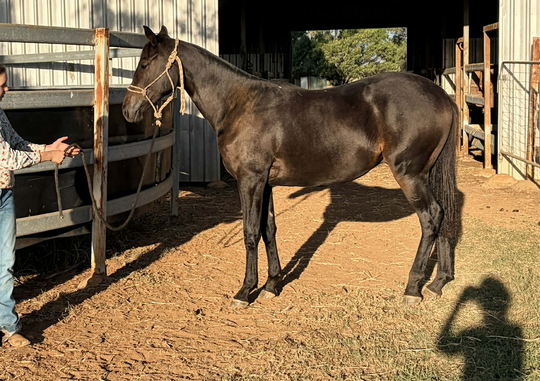 stallion image