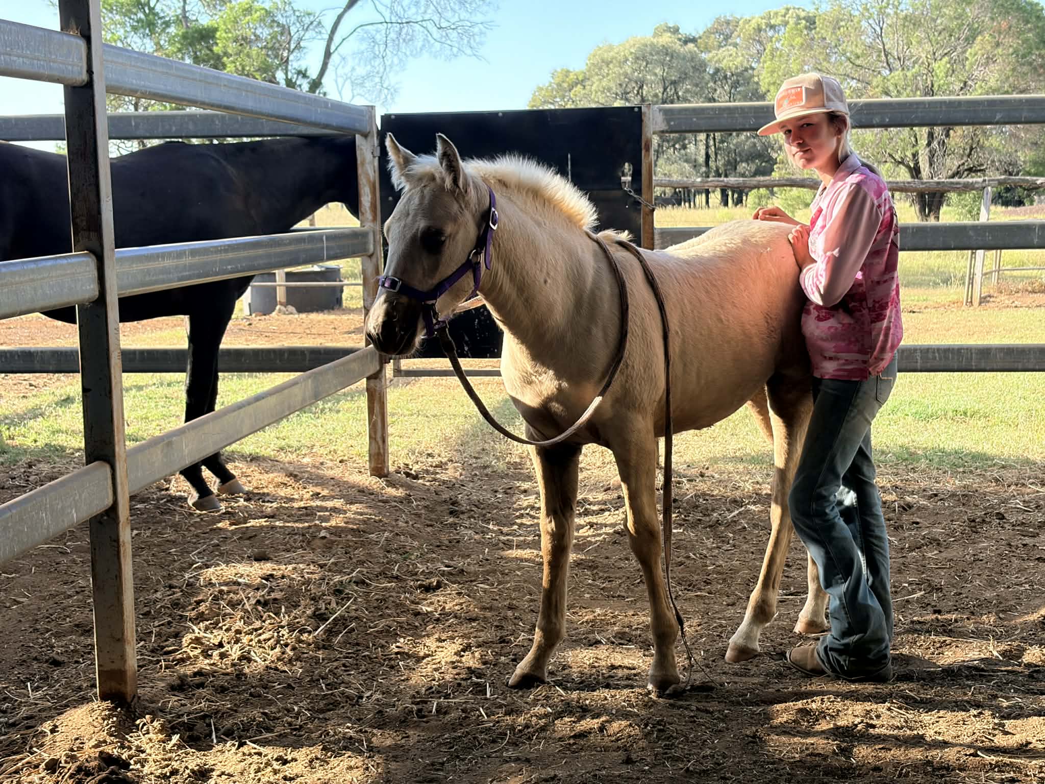 stallion image