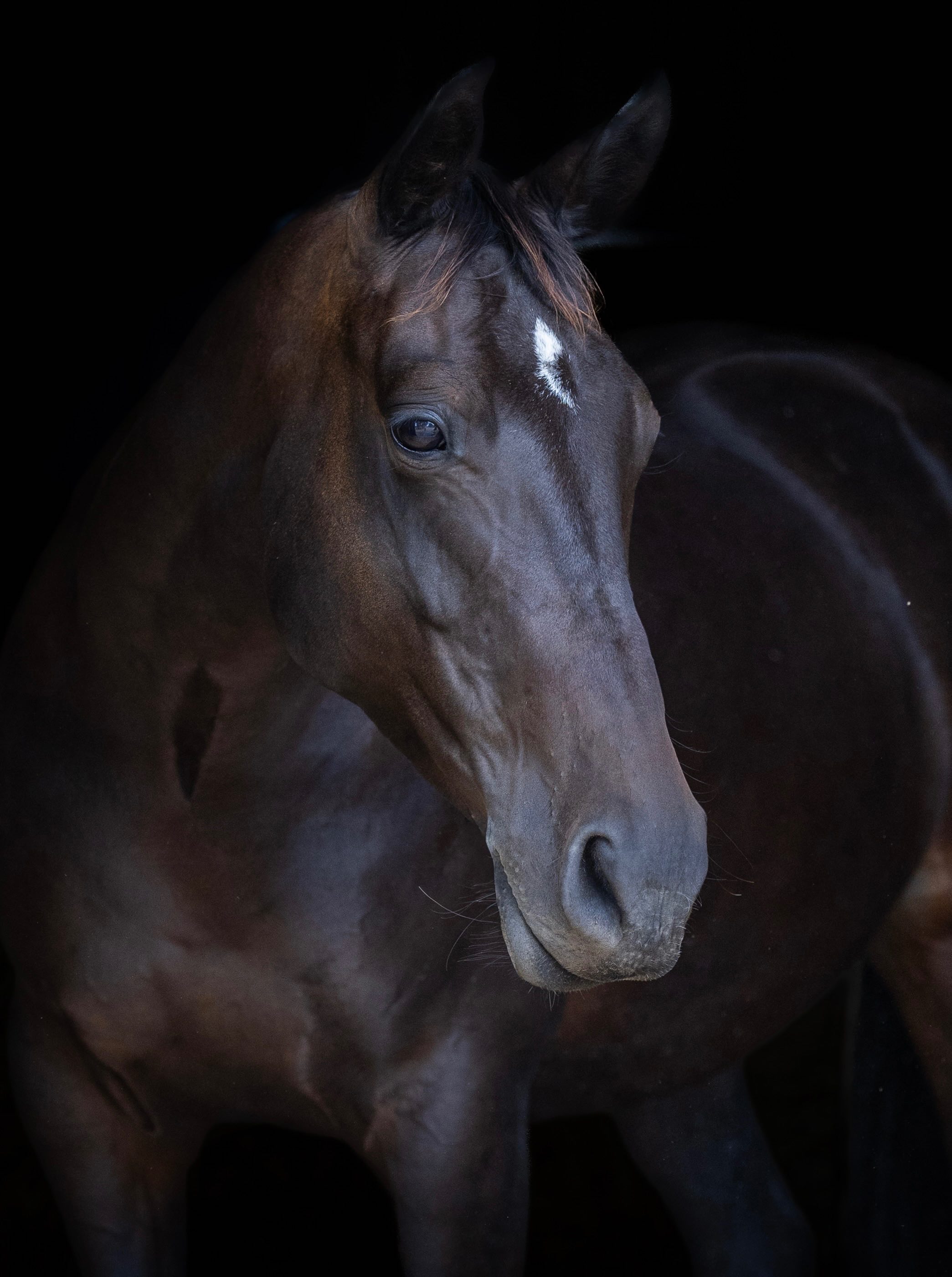 stallion/2026/1777076620_somkr.jpg