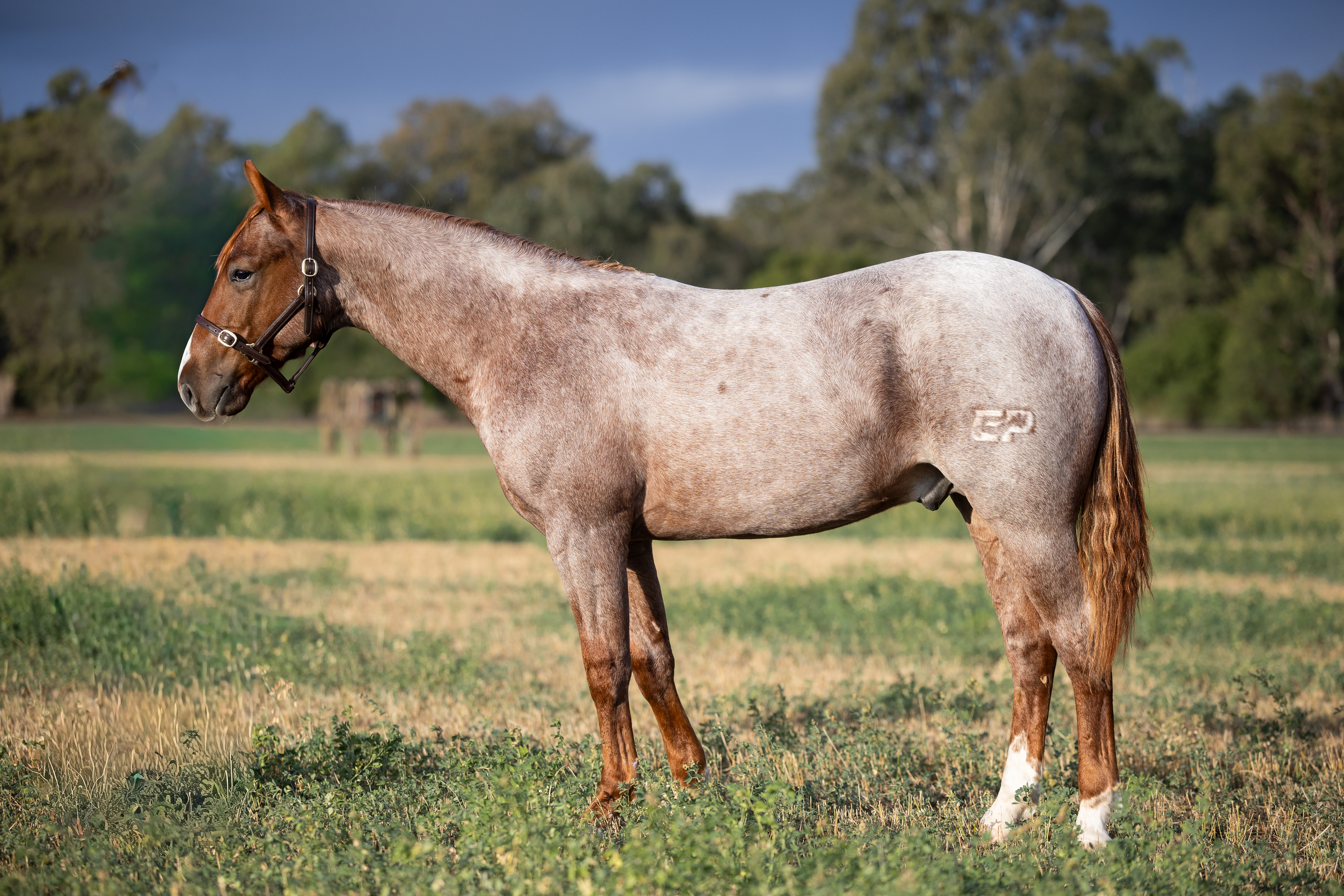 stallion image