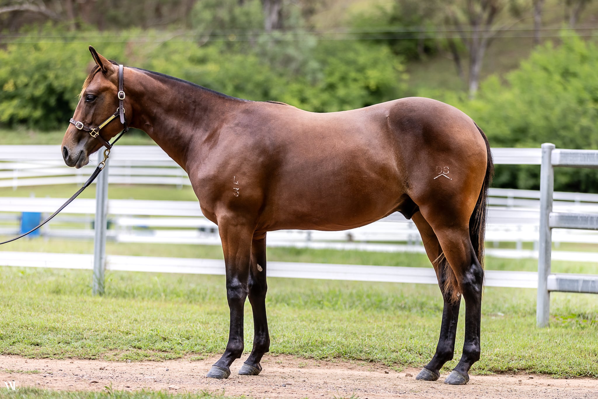 stallion image