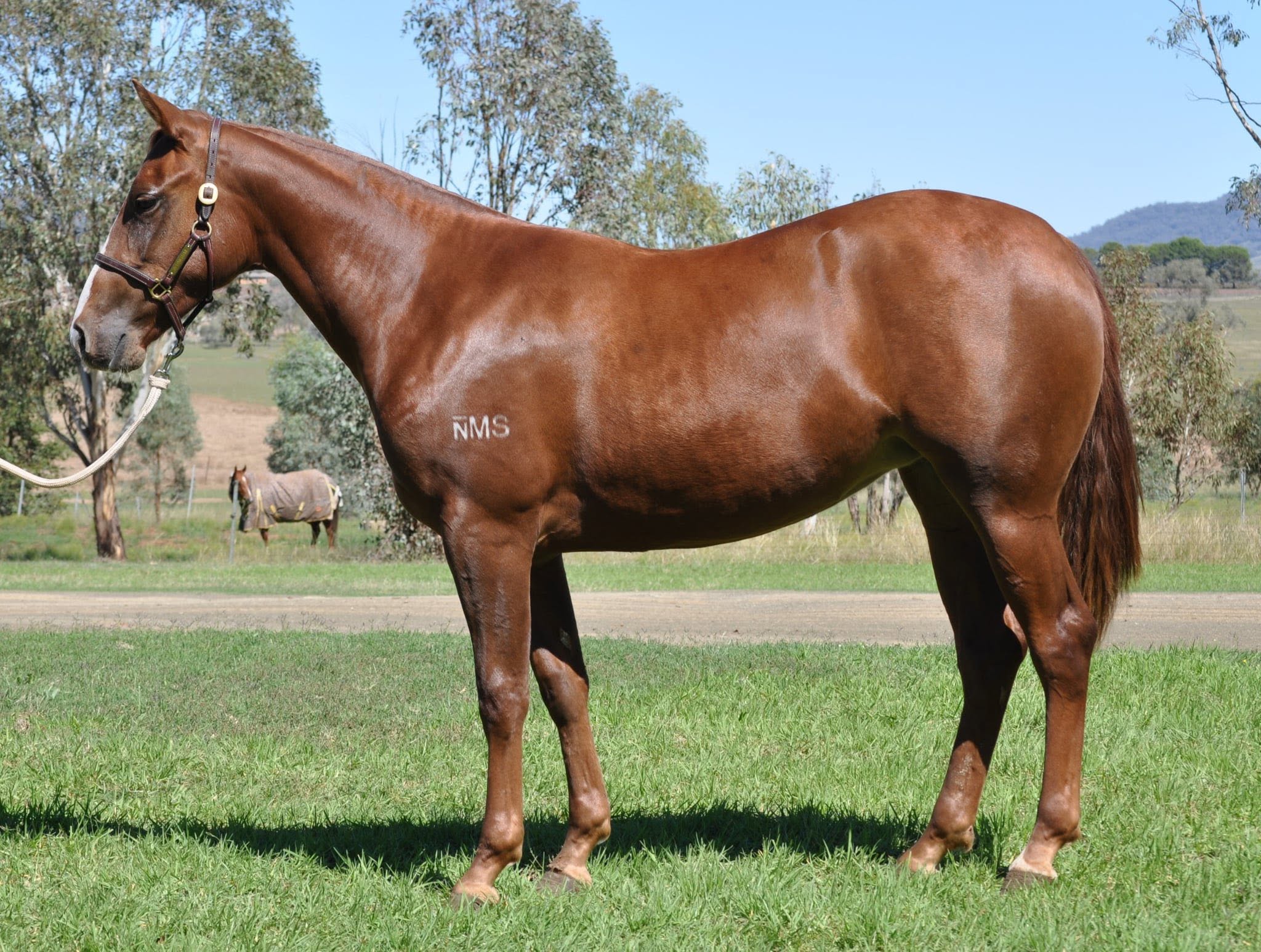 stallion image 