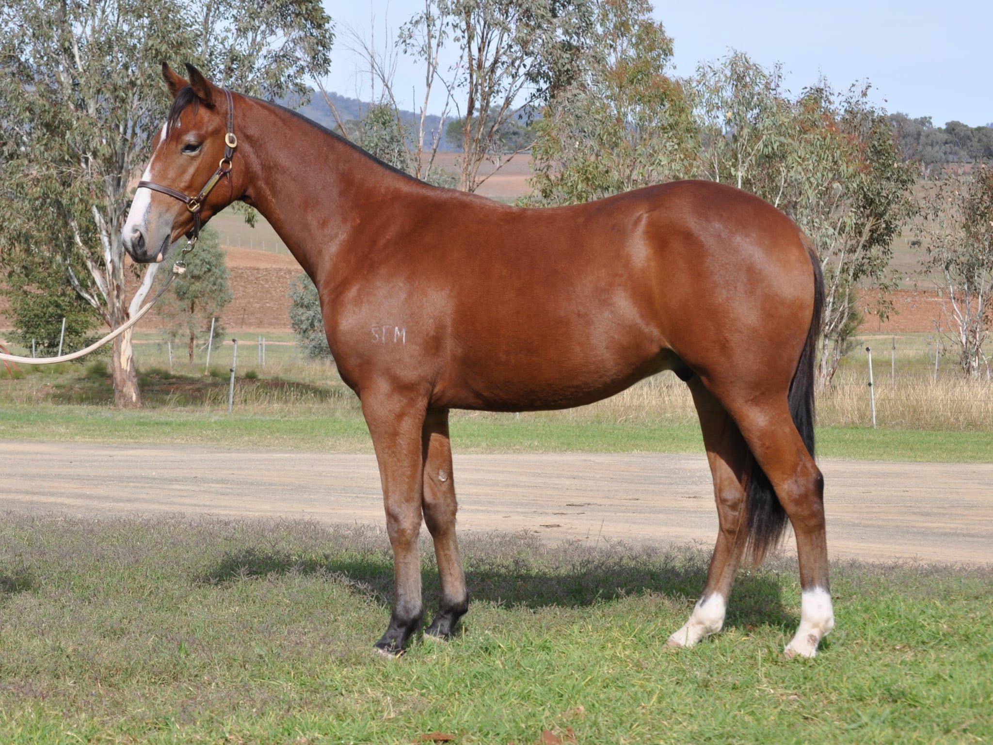 stallion image 