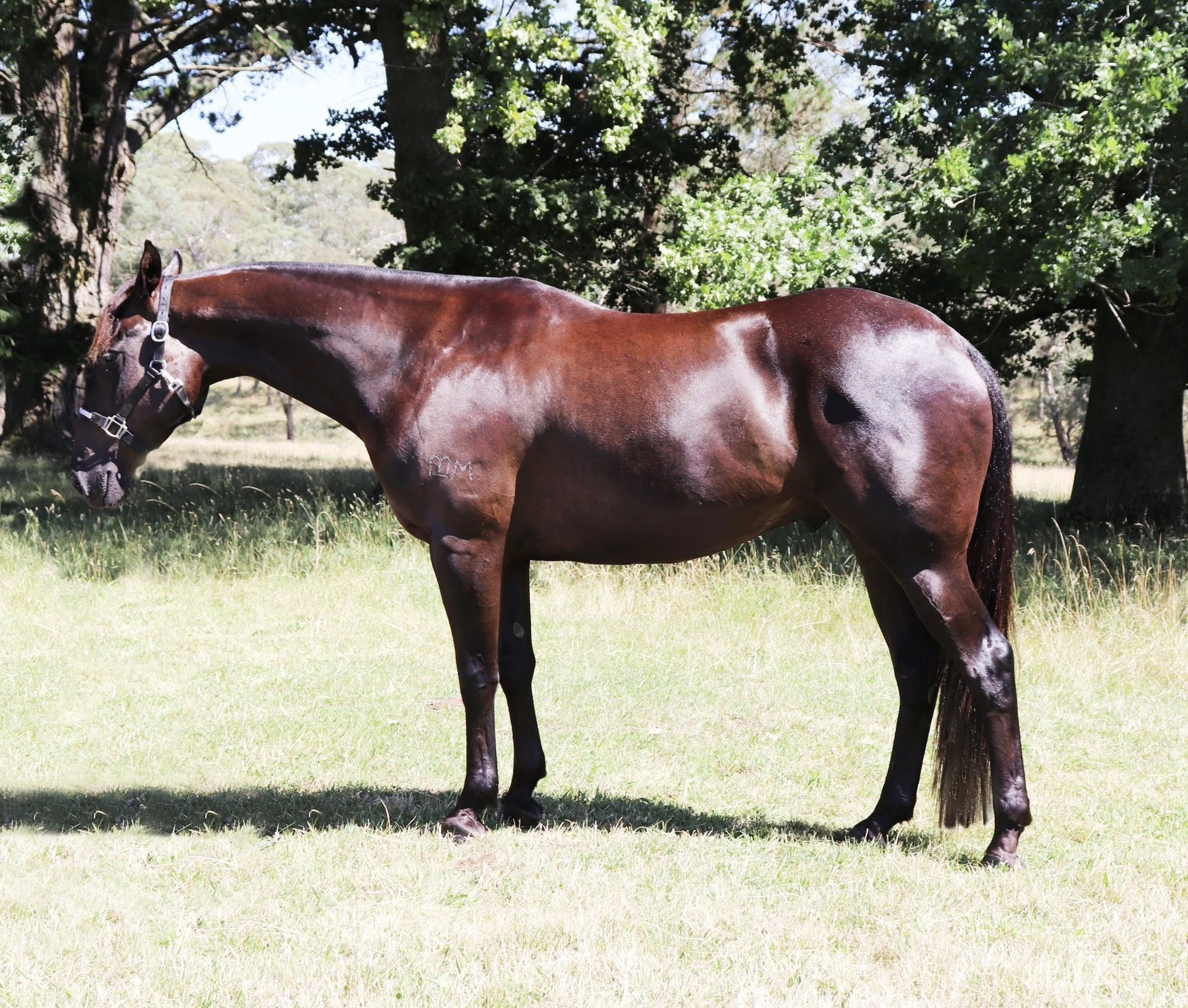 stallion image 