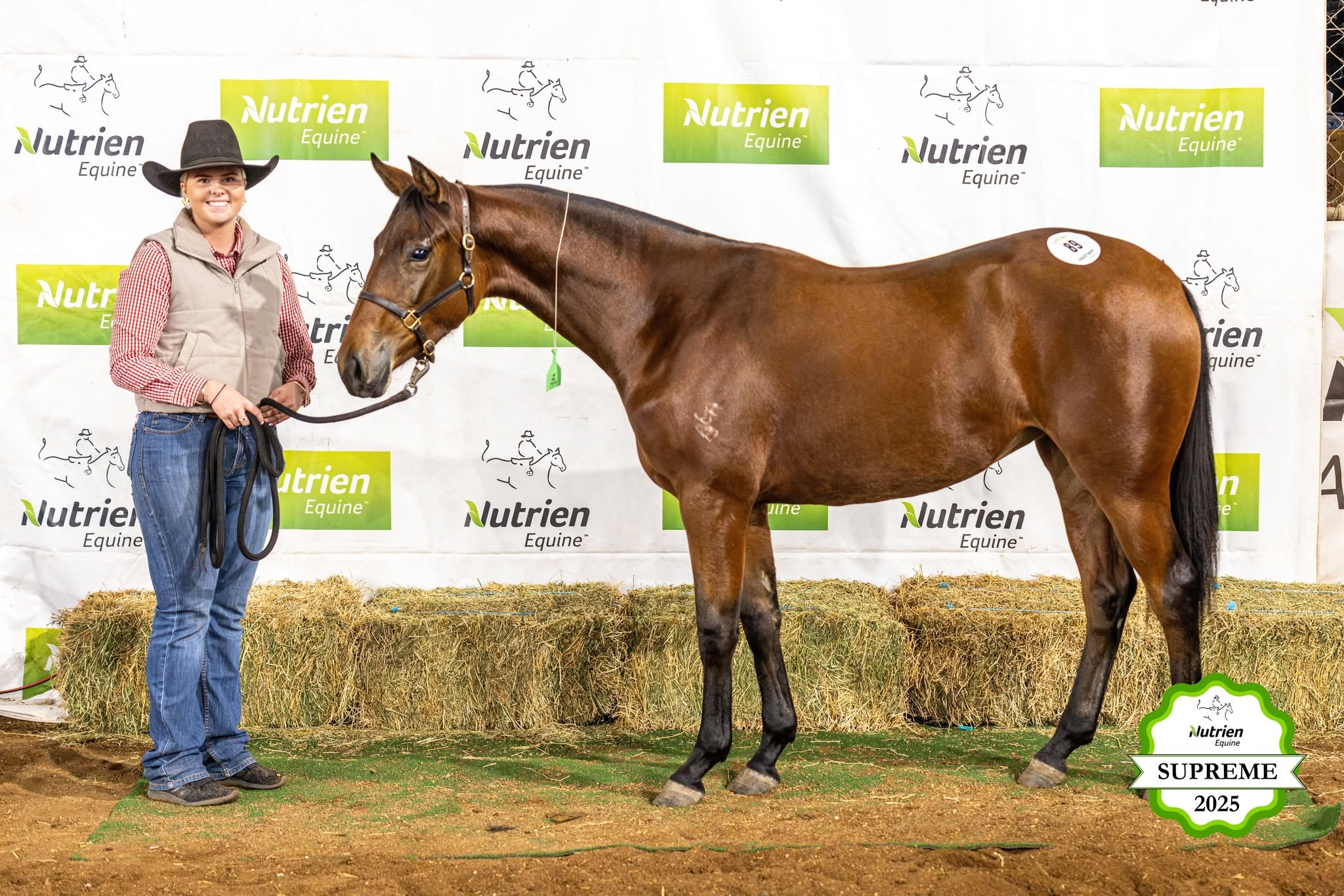 stallion image 