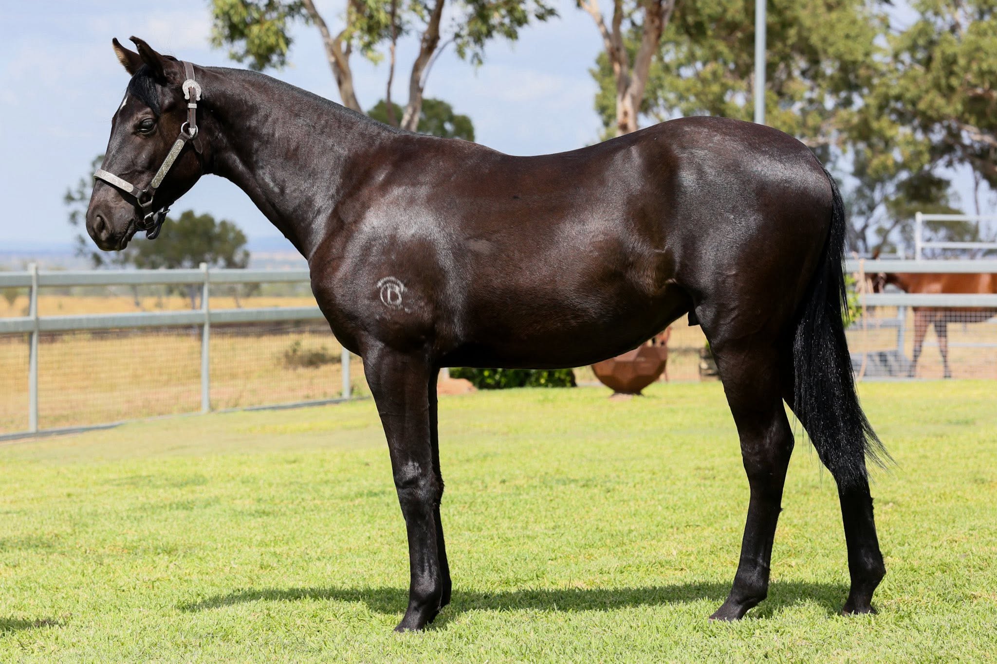 stallion image 