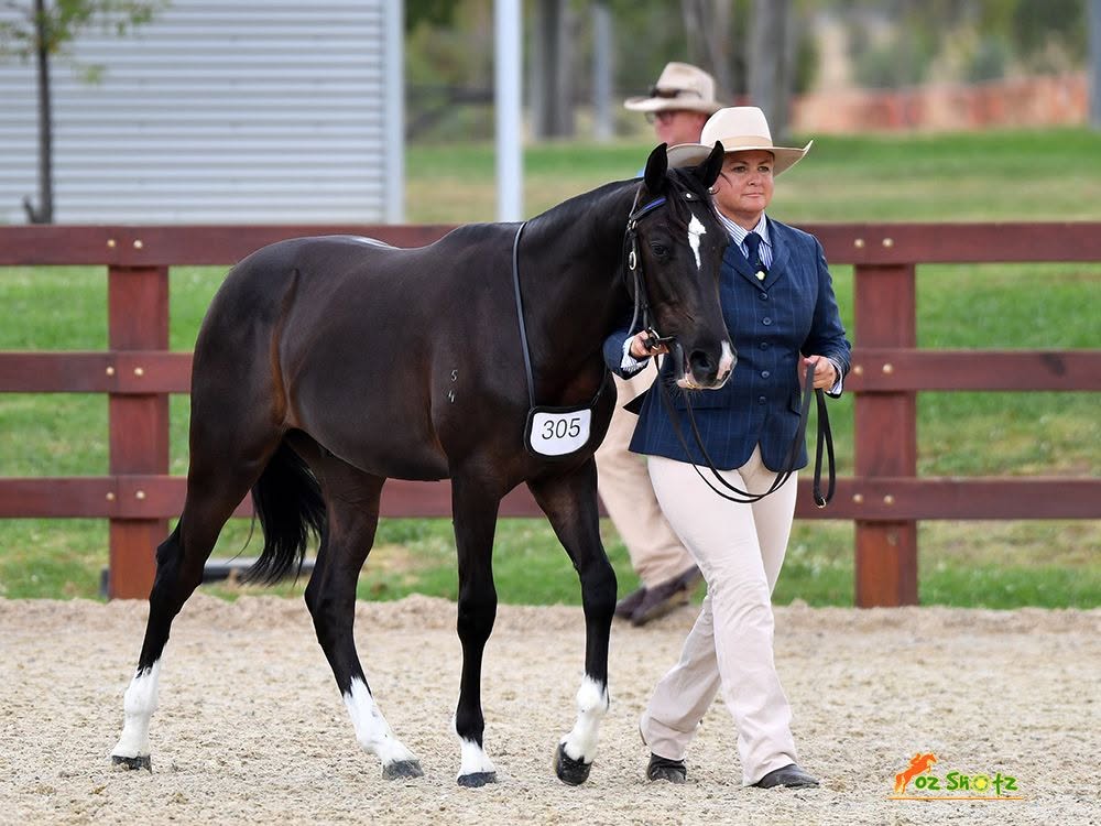 stallion image 