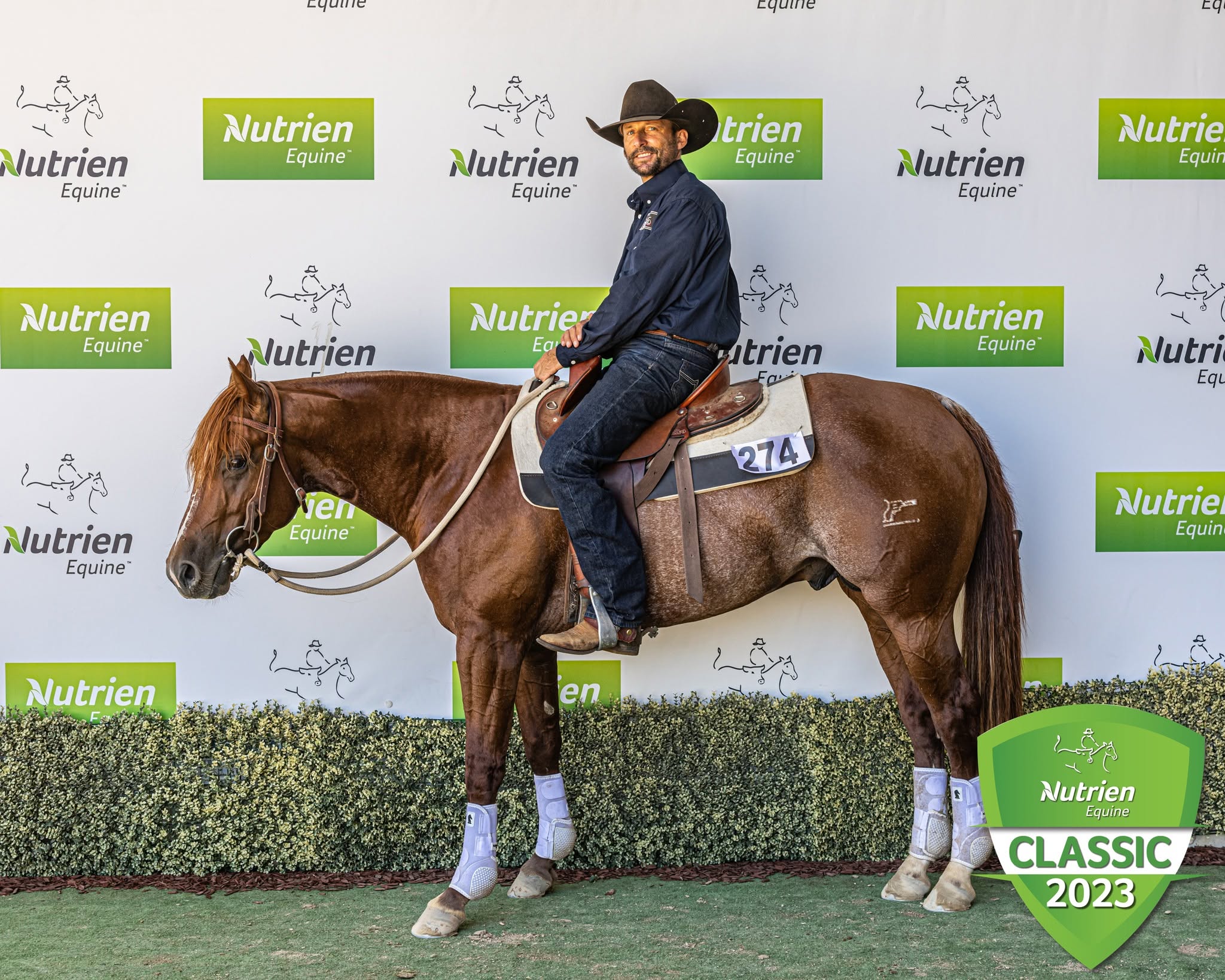 stallion image 
