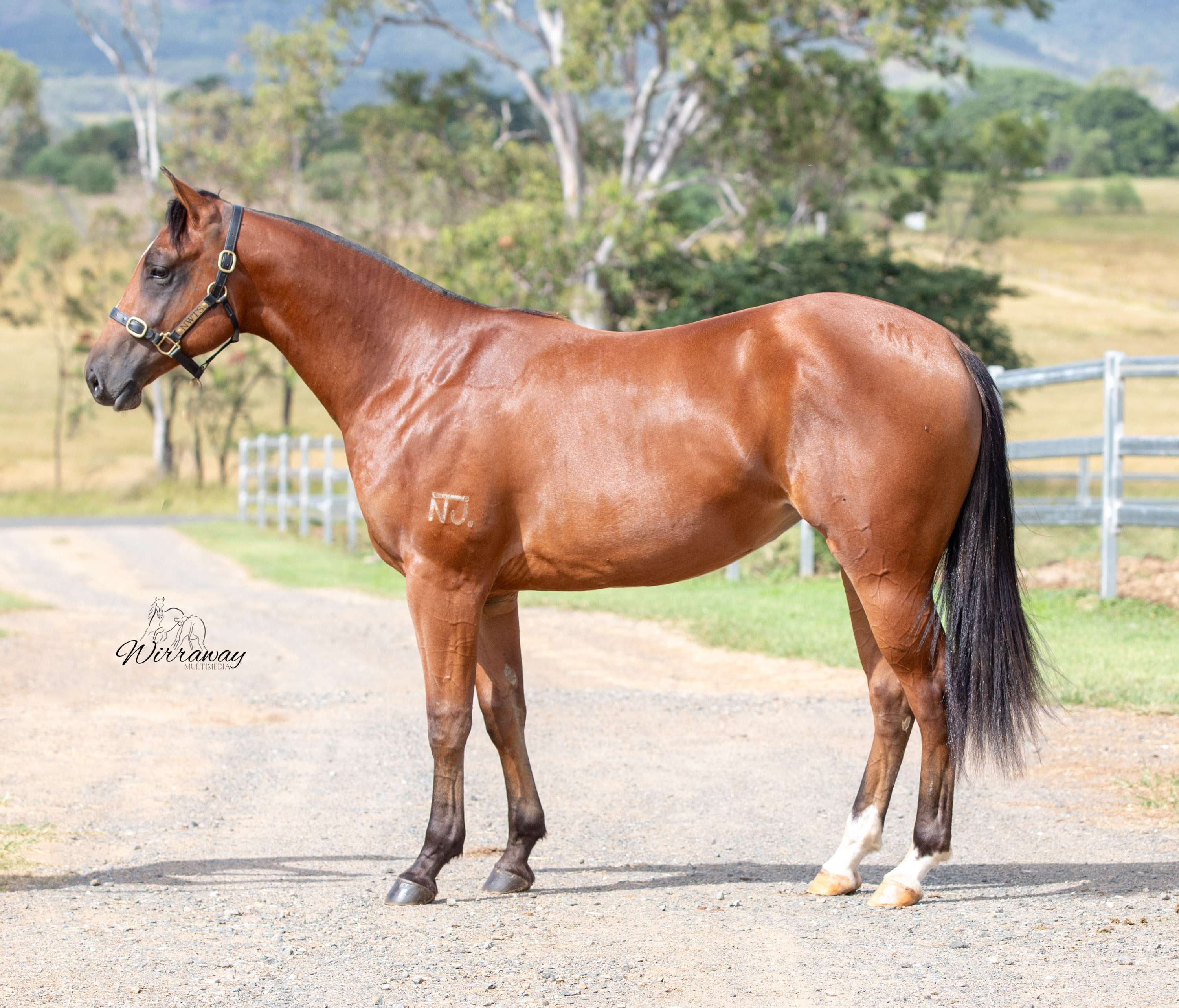 stallion image 