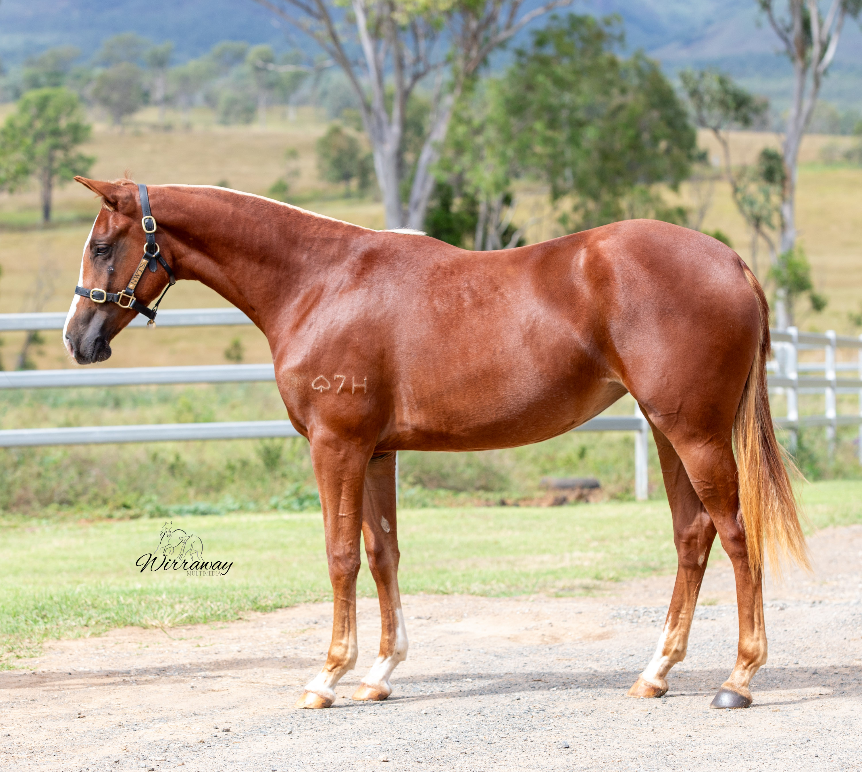 stallion image 