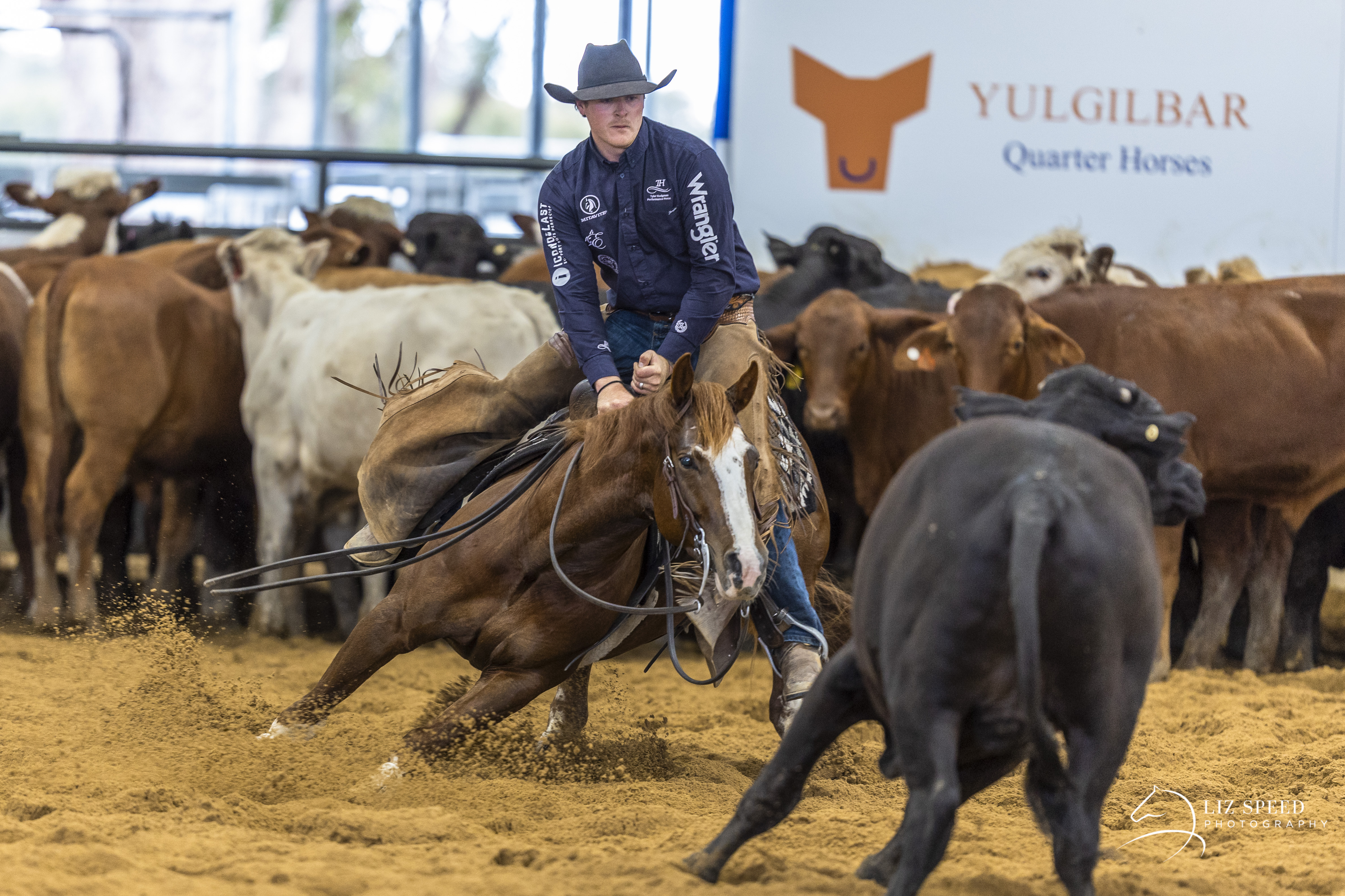 Background Story Image of BADBOON TIME taken on 01 September 2025 at Victorian Futurity BADBOON TIME cutting Tyler hodgman