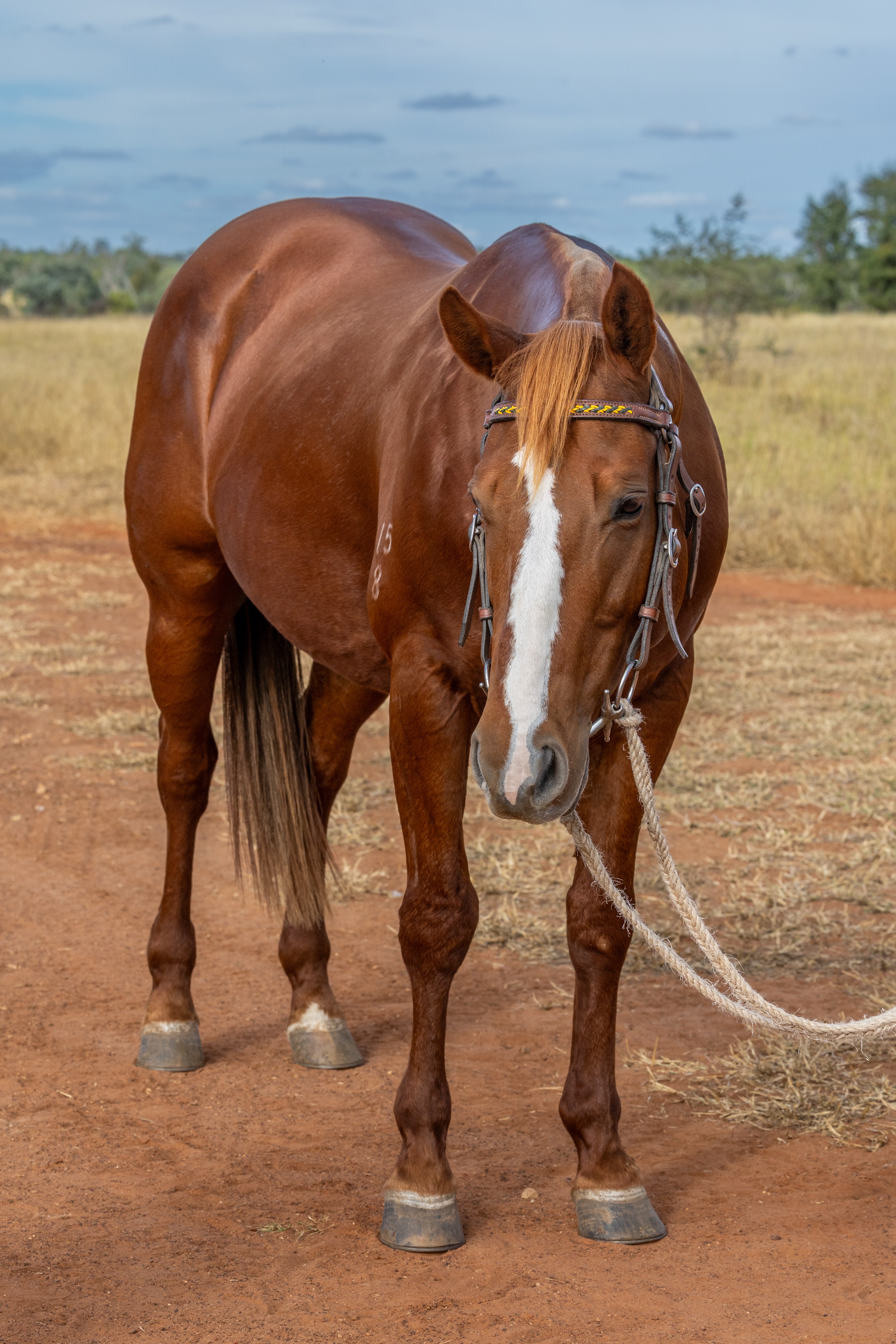 Body Shot Front Portrait of CONMARK taken on 01 May 2026 at QLD CONMARK front