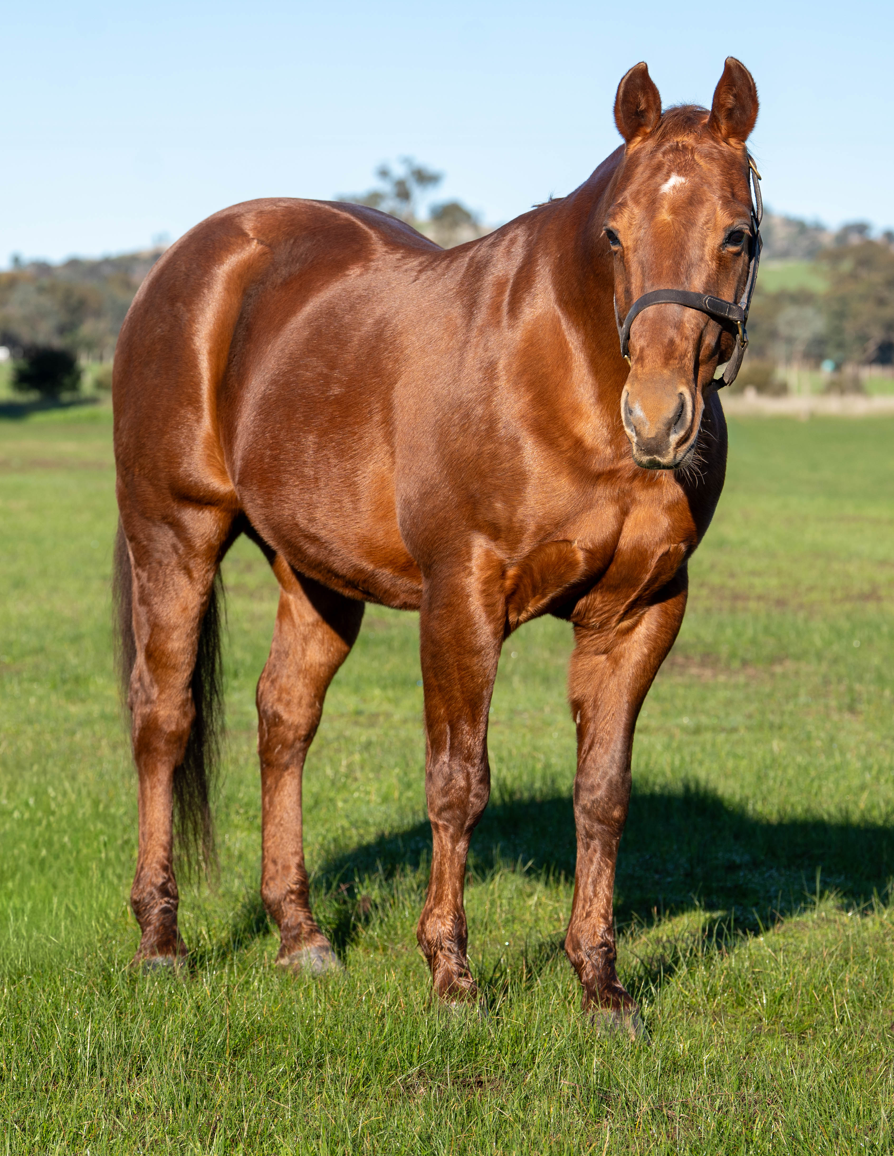 Body Shot Front Portrait of EB S PHALARIS taken on 01 July 2026 at VIC EB S PHALARIS