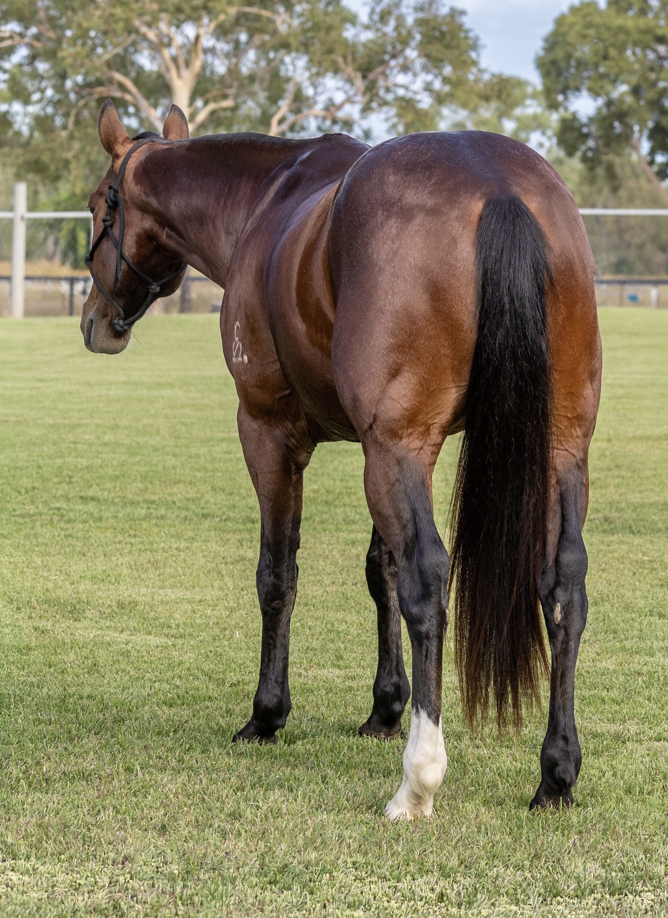 Body Shot Front Portrait of LYRA PARK DEPUTY taken on 01 June 2026 at QLD LYRA PARK DEPUTY hind