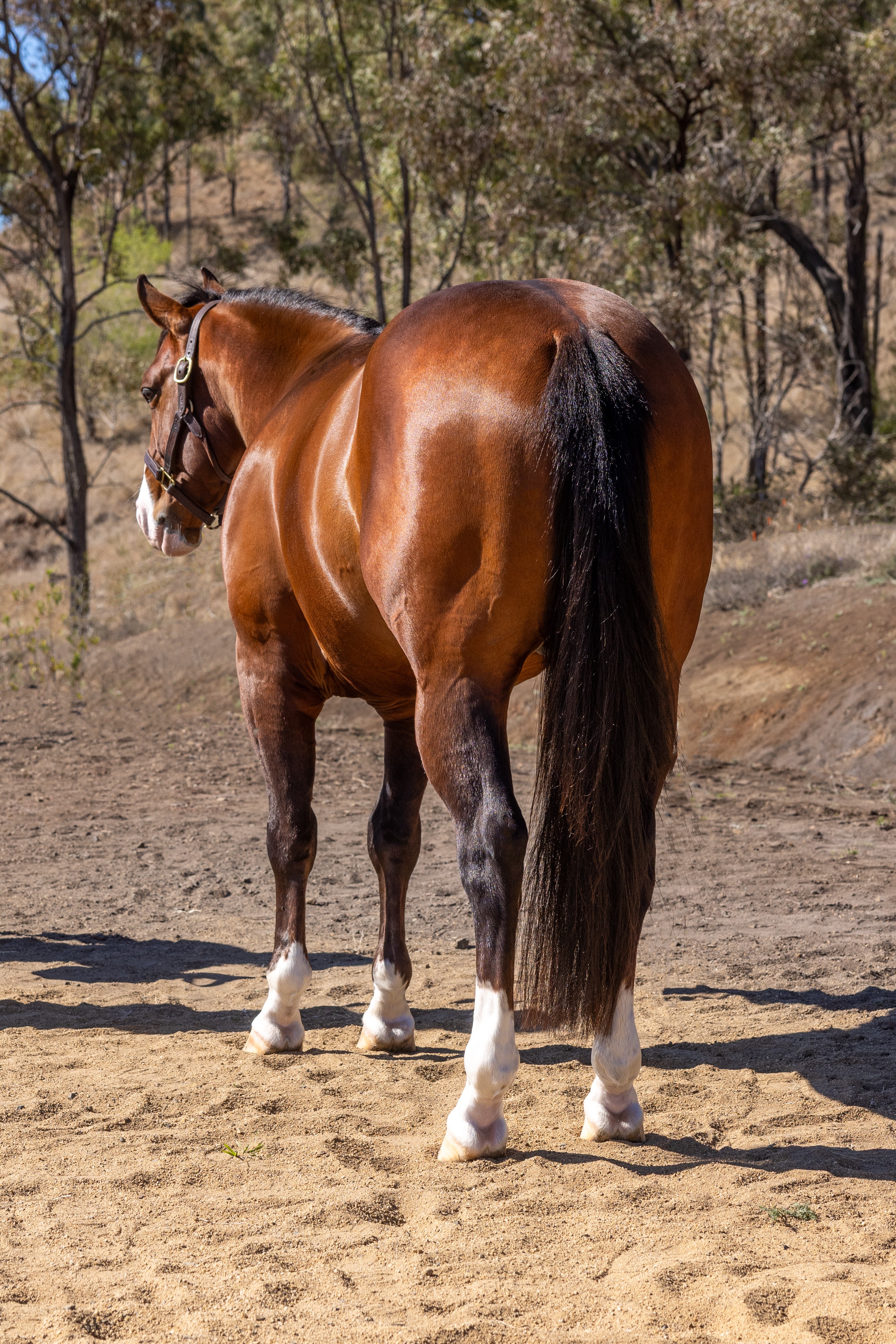 Body Shot Hindside Portrait of BAD BOY taken on 01 August 2026 at QLD BAD BOY-4
