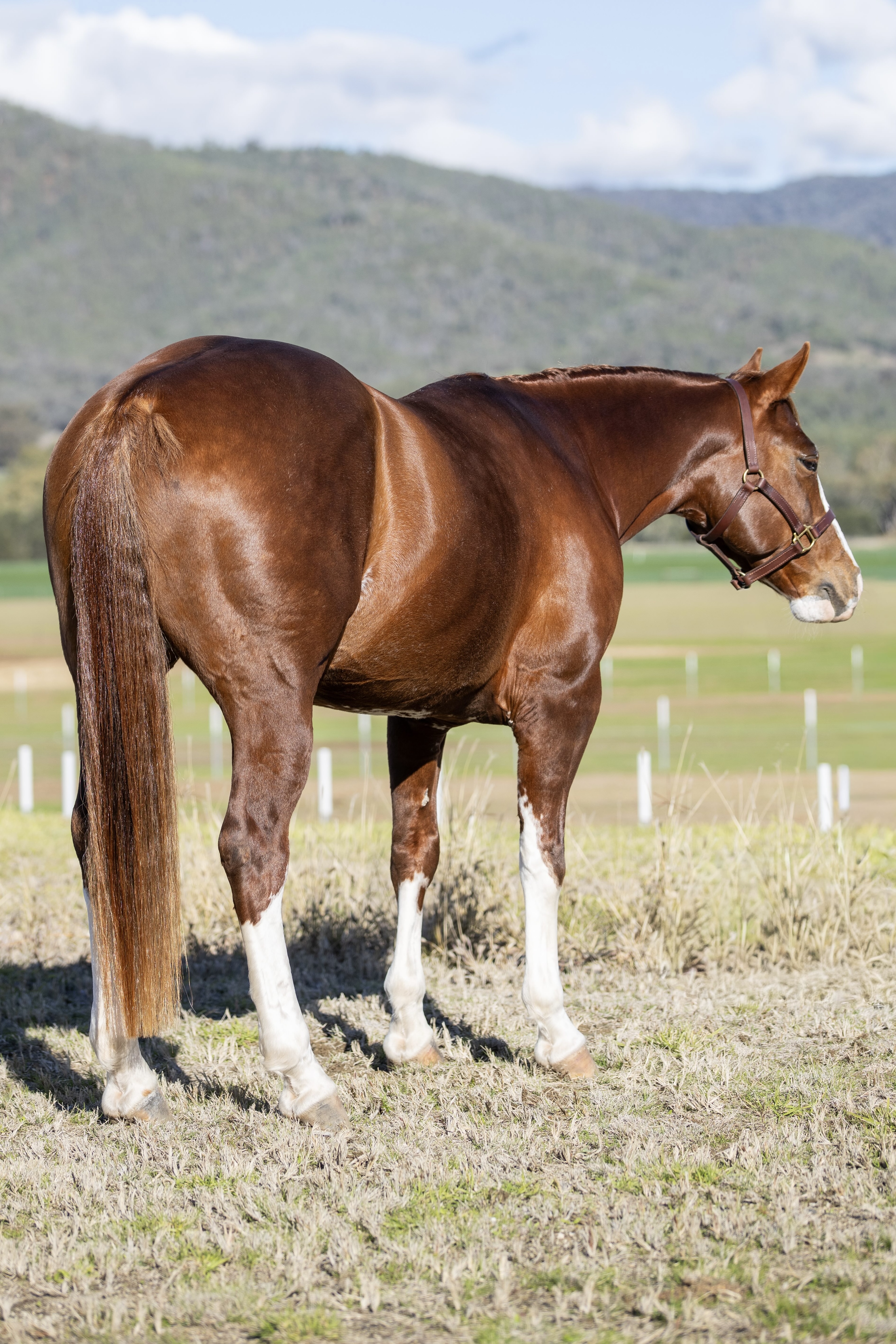 Body Shot Hindside Portrait of BADBOON TIME taken on 01 June 2026 at NSW BADBOON TIME hind-1