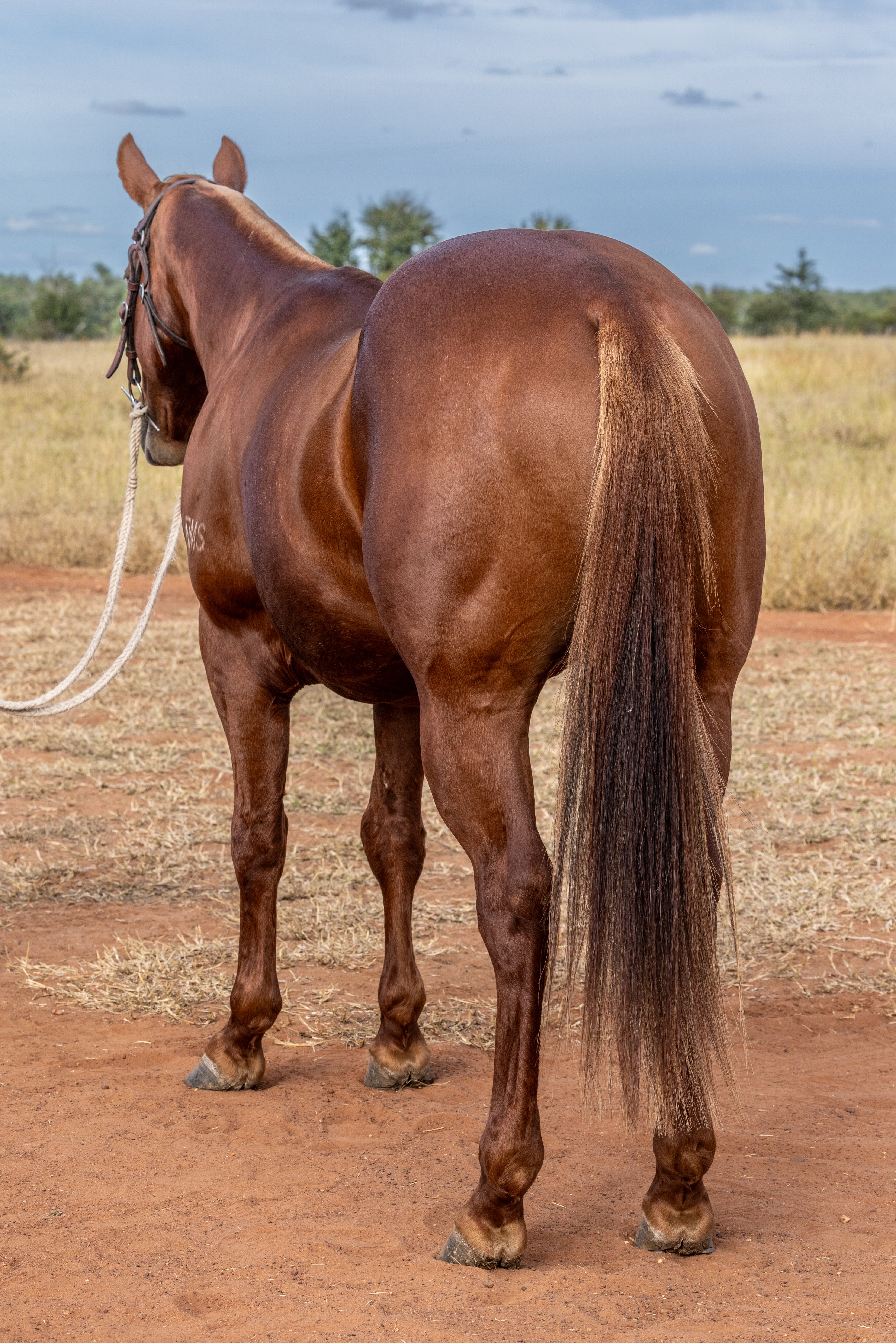 Body Shot Hindside Portrait of CONMARK taken on 01 May 2026 at QLD CONMARK hind shot