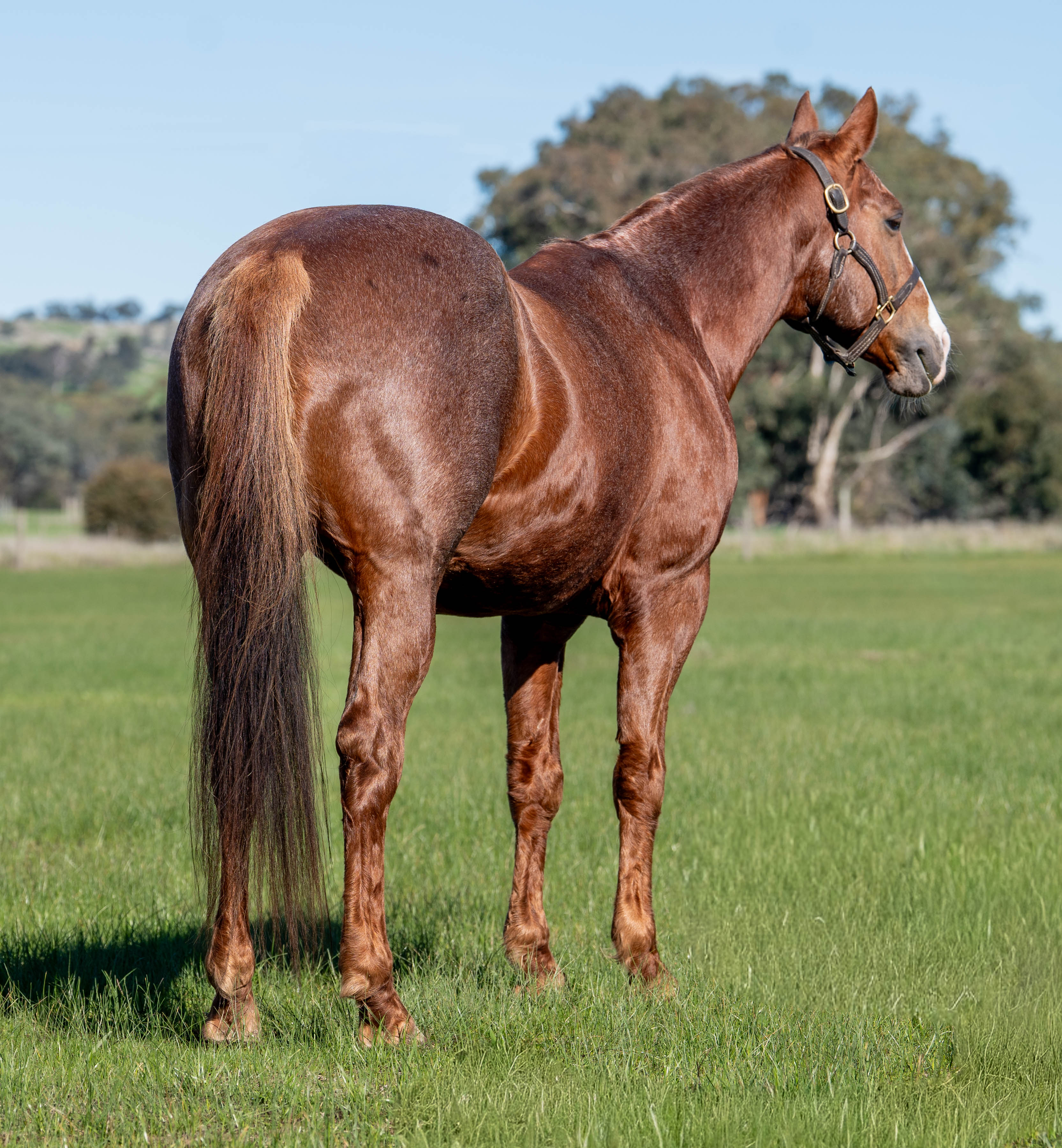 Body Shot Hindside Portrait of EB S TURF taken on 01 July 2026 at VIC EB S TURF-2