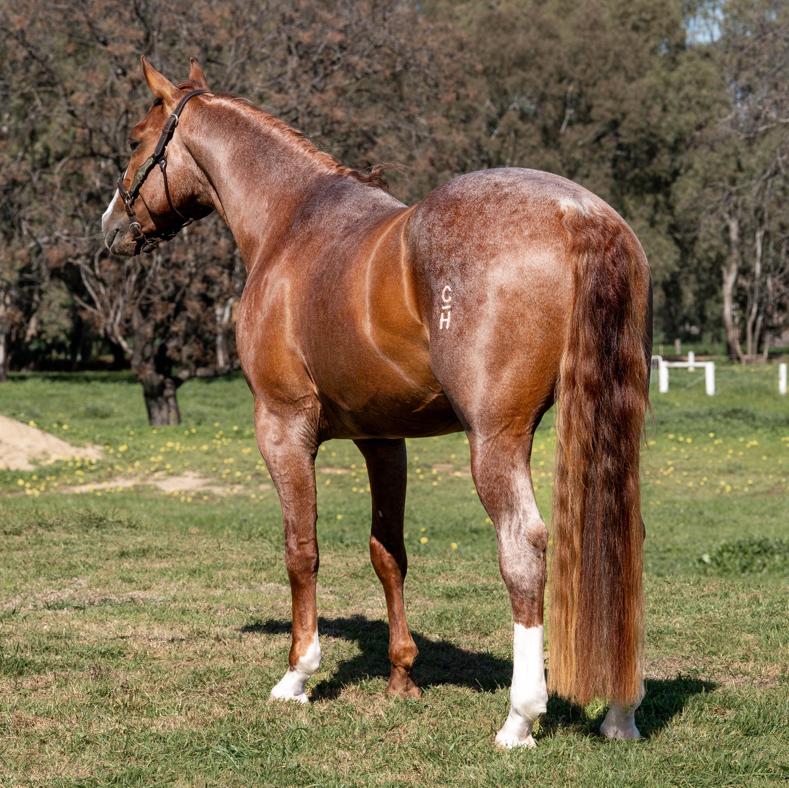 Body Shot Hindside Portrait of HARDALICIOUS taken on 01 September 2026 at VIC HARDALICIOUS-4