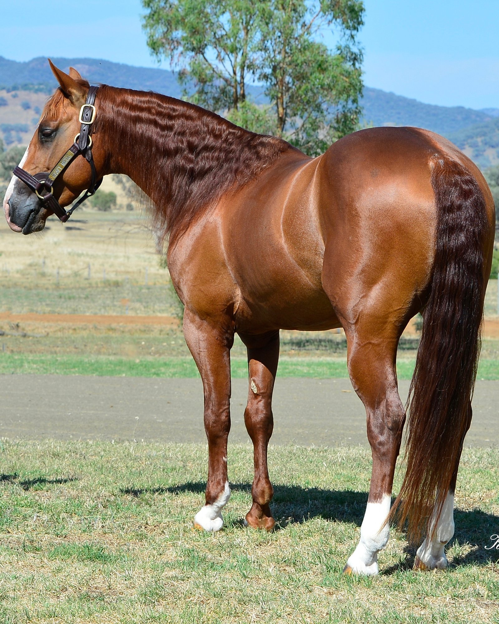 Body Shot Hindside Portrait of HEAVY METAL taken on 01 August 2026 at NSW HEAVY METAL-6