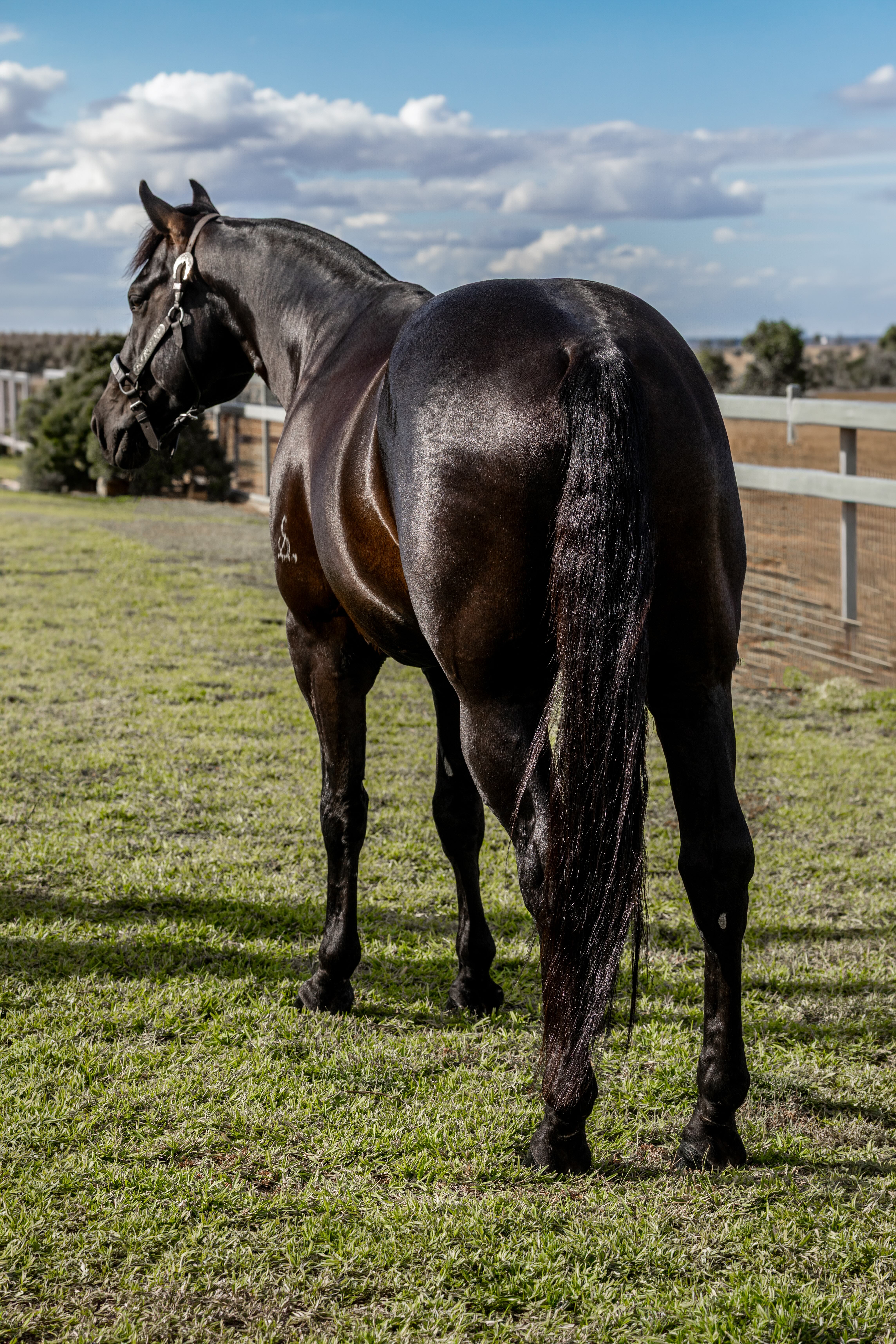 Body Shot Hindside Portrait of LYRA PARK DELT ME N ACRE taken on 01 June 2026 at QLD LYRA PARK DELT ME N ACRE hind