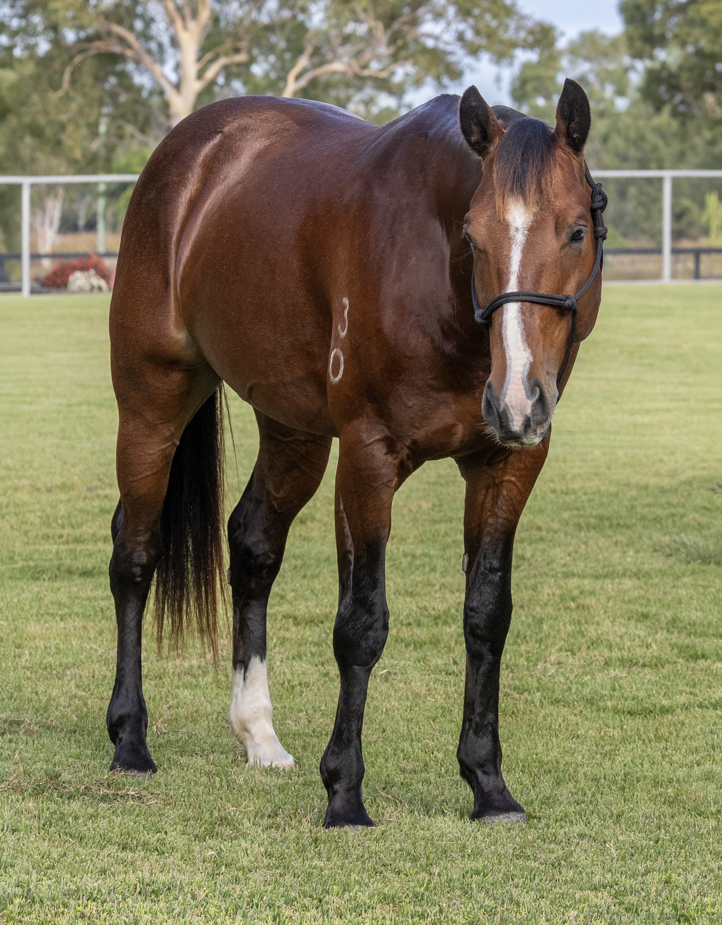 Body Shot Hindside Portrait of LYRA PARK DEPUTY taken on 01 June 2026 at QLD LYRA PARK DEPUTY front view