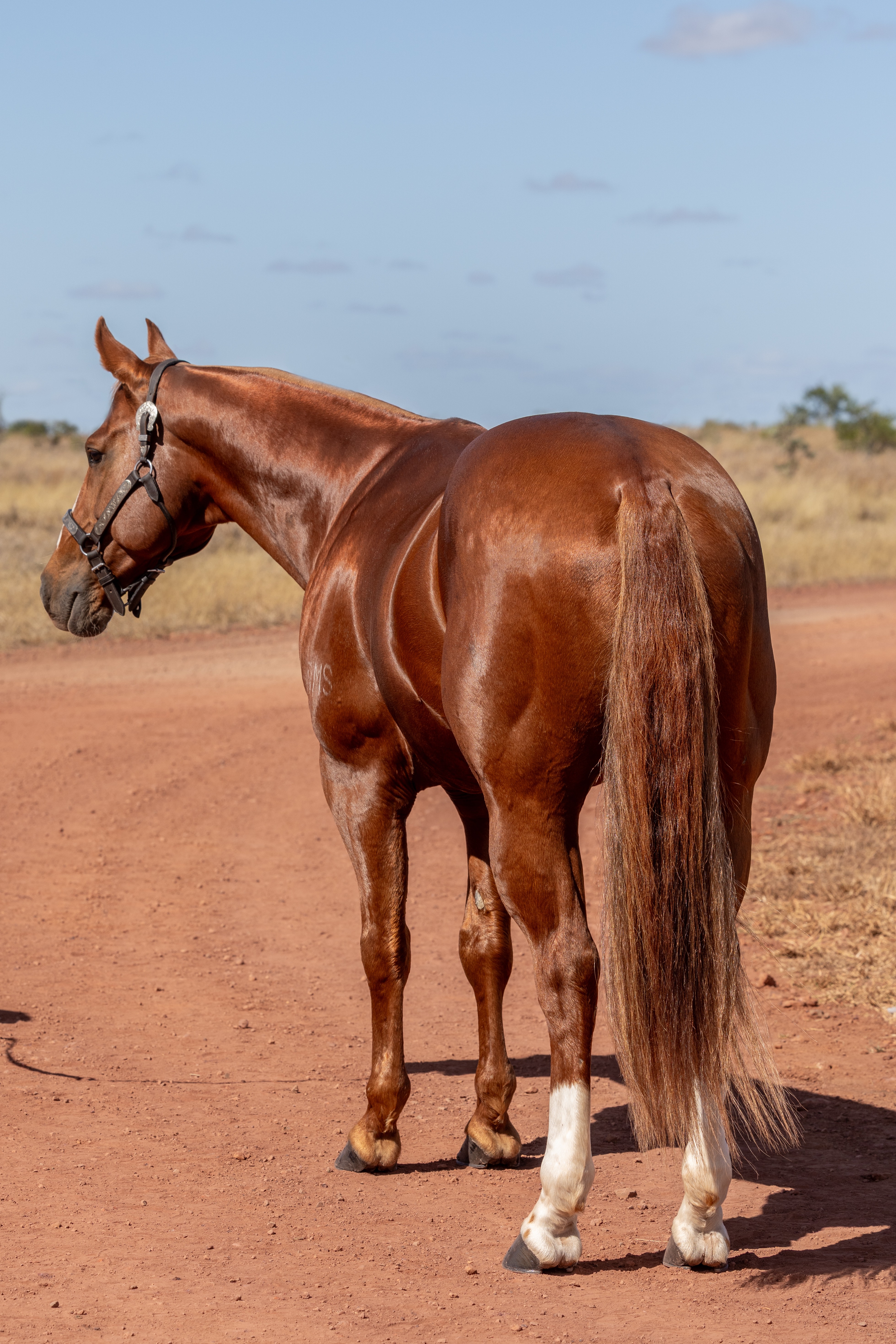 Body Shot Hindside Portrait of ONE KNIGHT STAND taken on 01 May 2026 at QLD ONE KNIGHT STAND hind
