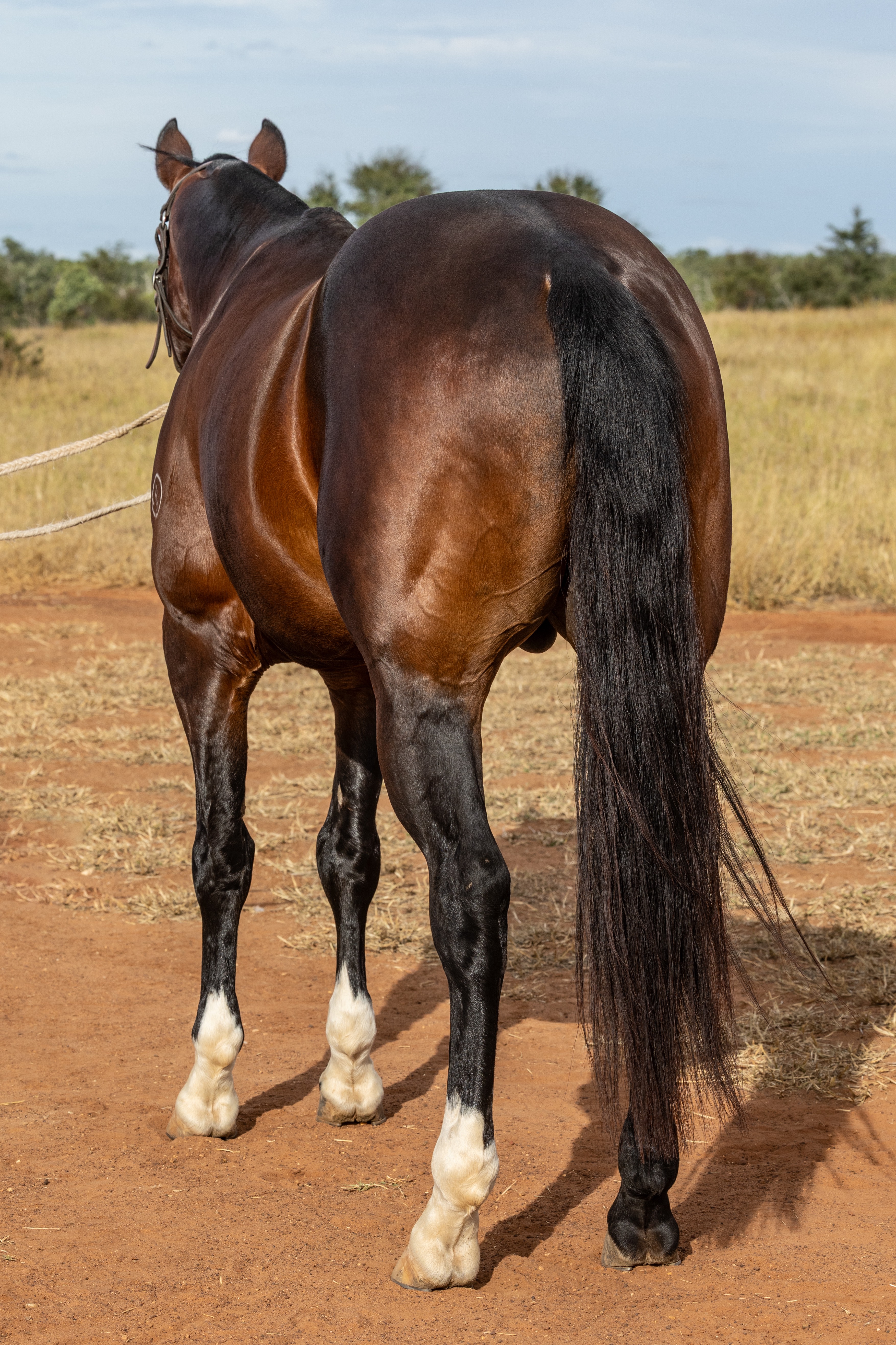 Body Shot Hindside Portrait of RIVERGLEN CONVOY taken on 01 May 2026 at QLD RIVERGLEN CONVOY hind