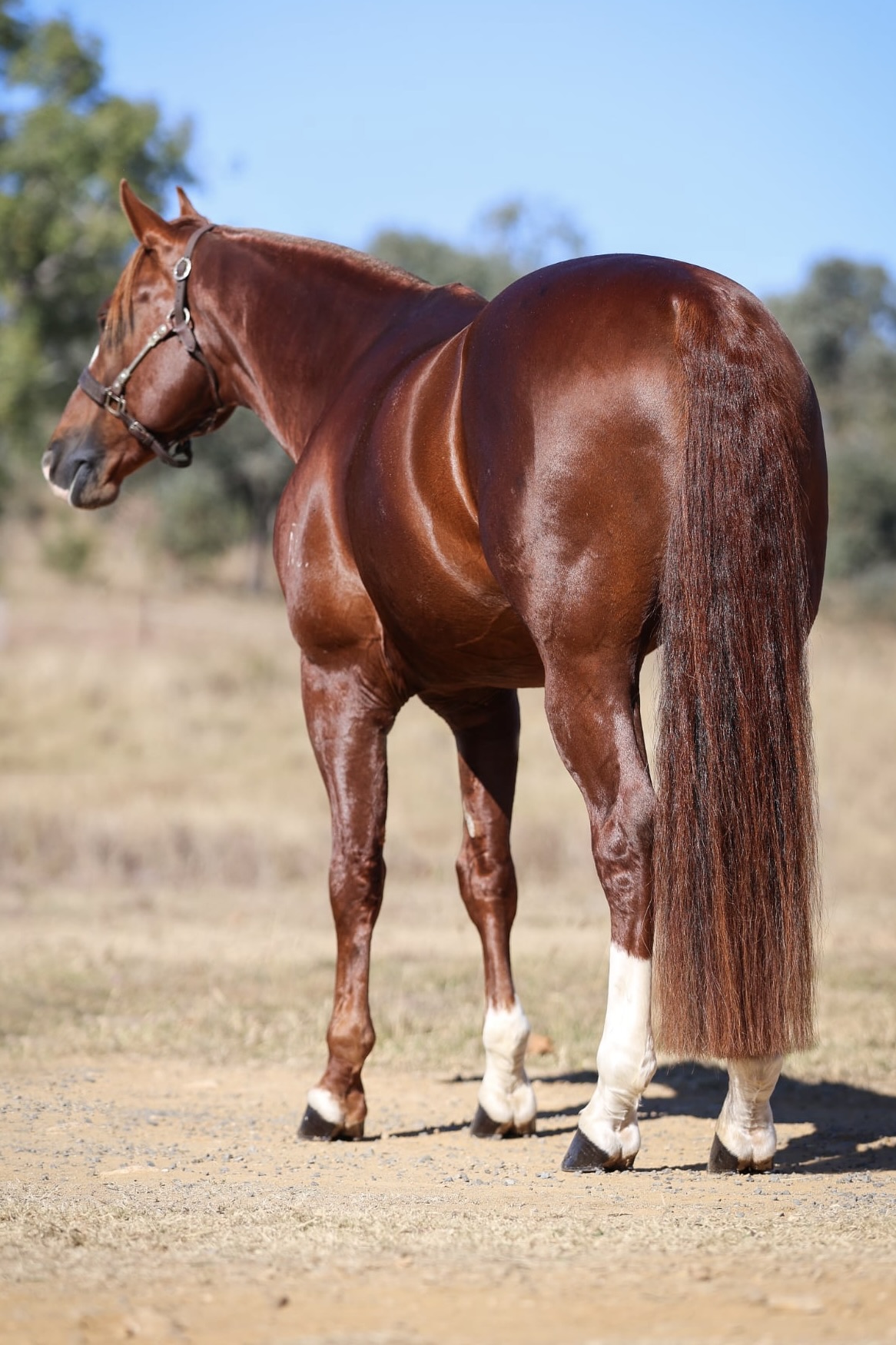 Body Shot Hindside Portrait of TASSAS REFLECTION taken on 01 August 2026 at QLD TASSAS REFLECTION-3