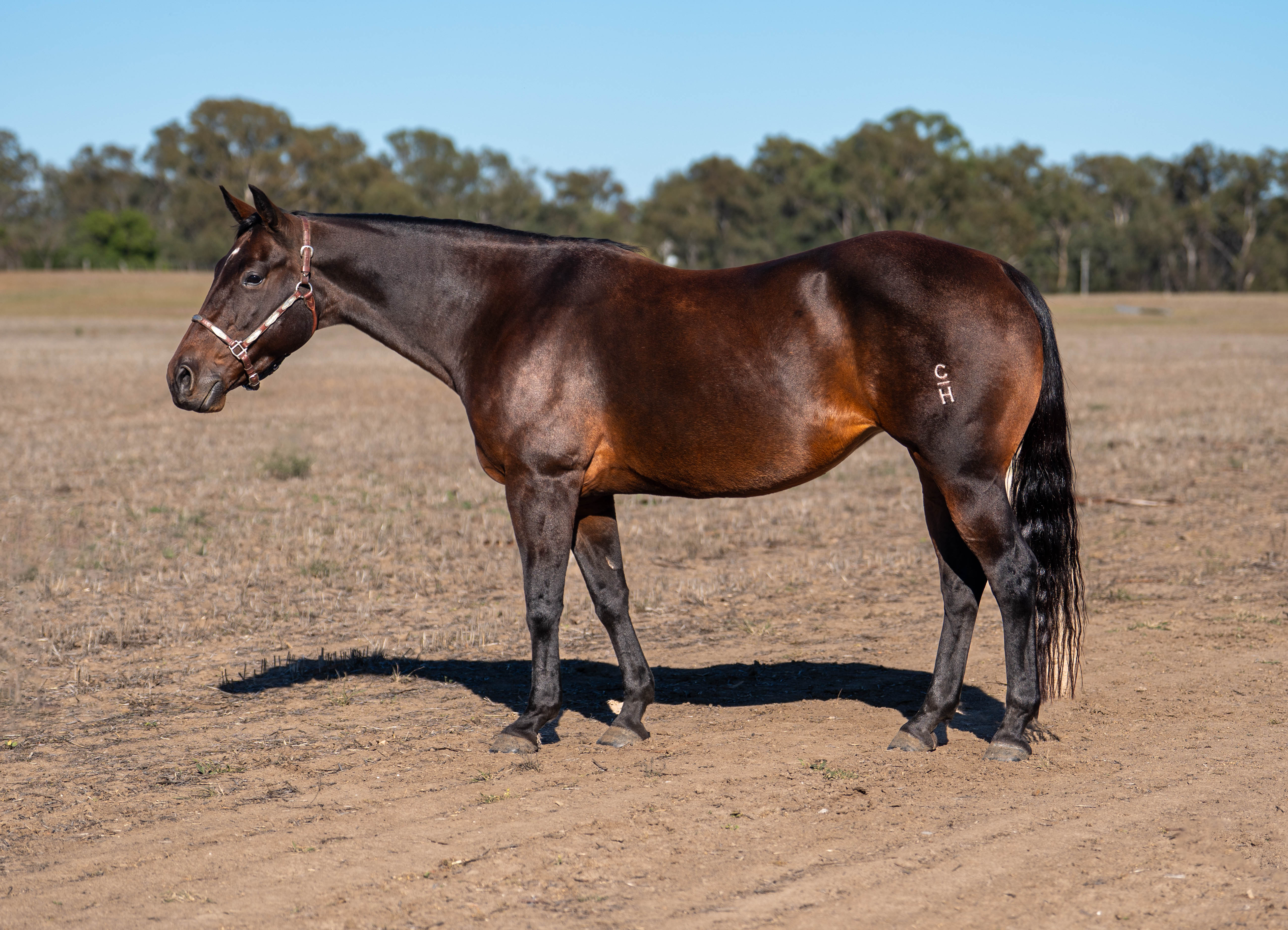 Body Shot Nearside Landscape of GARTER CAT taken on 01 April 2026 at VIC Garter Cat - Nearside Conformation Image