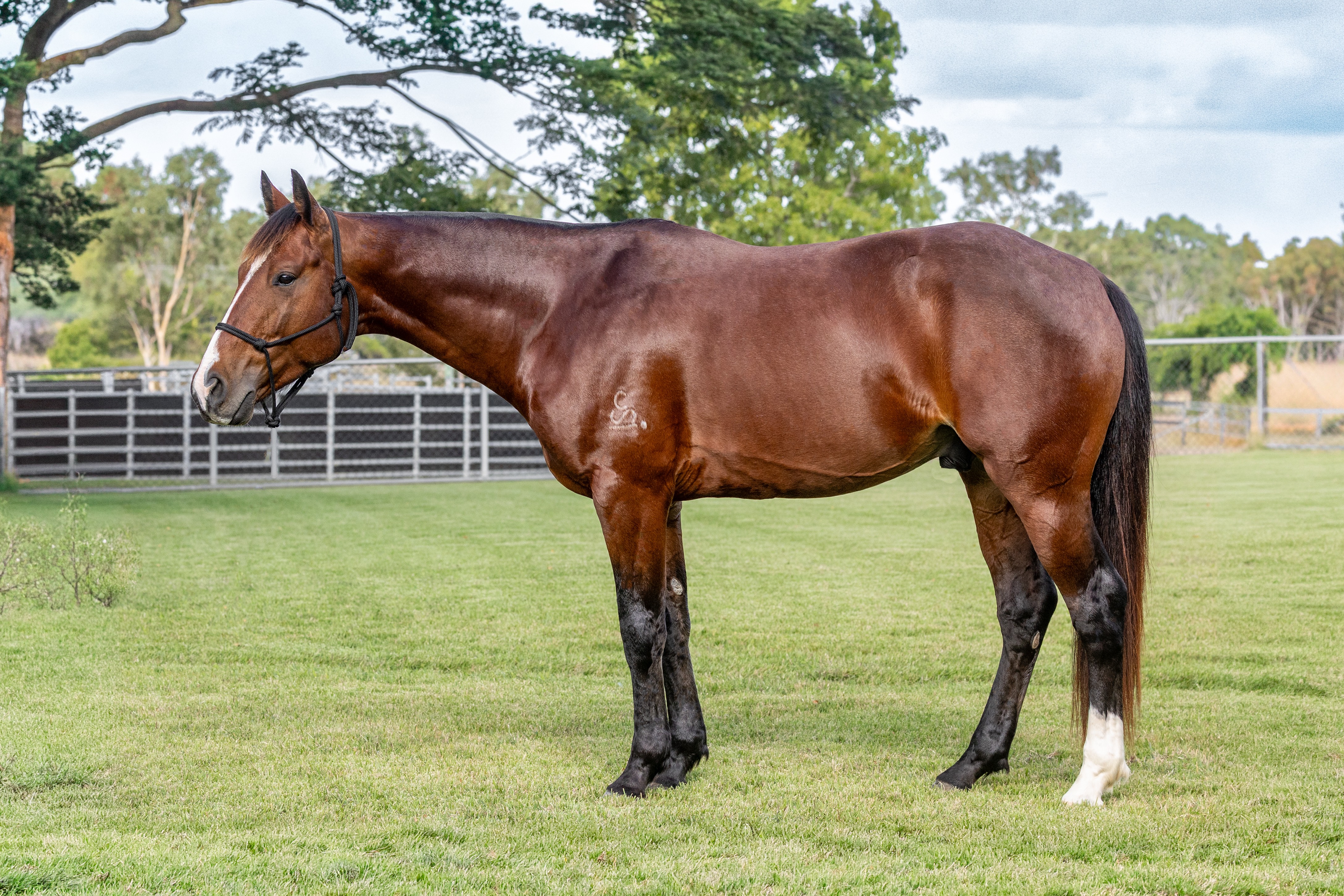 Body Shot Nearside Landscape of LYRA PARK DEPUTY taken on 01 June 2026 at QLD LYRA PARK DEPUTY nearside