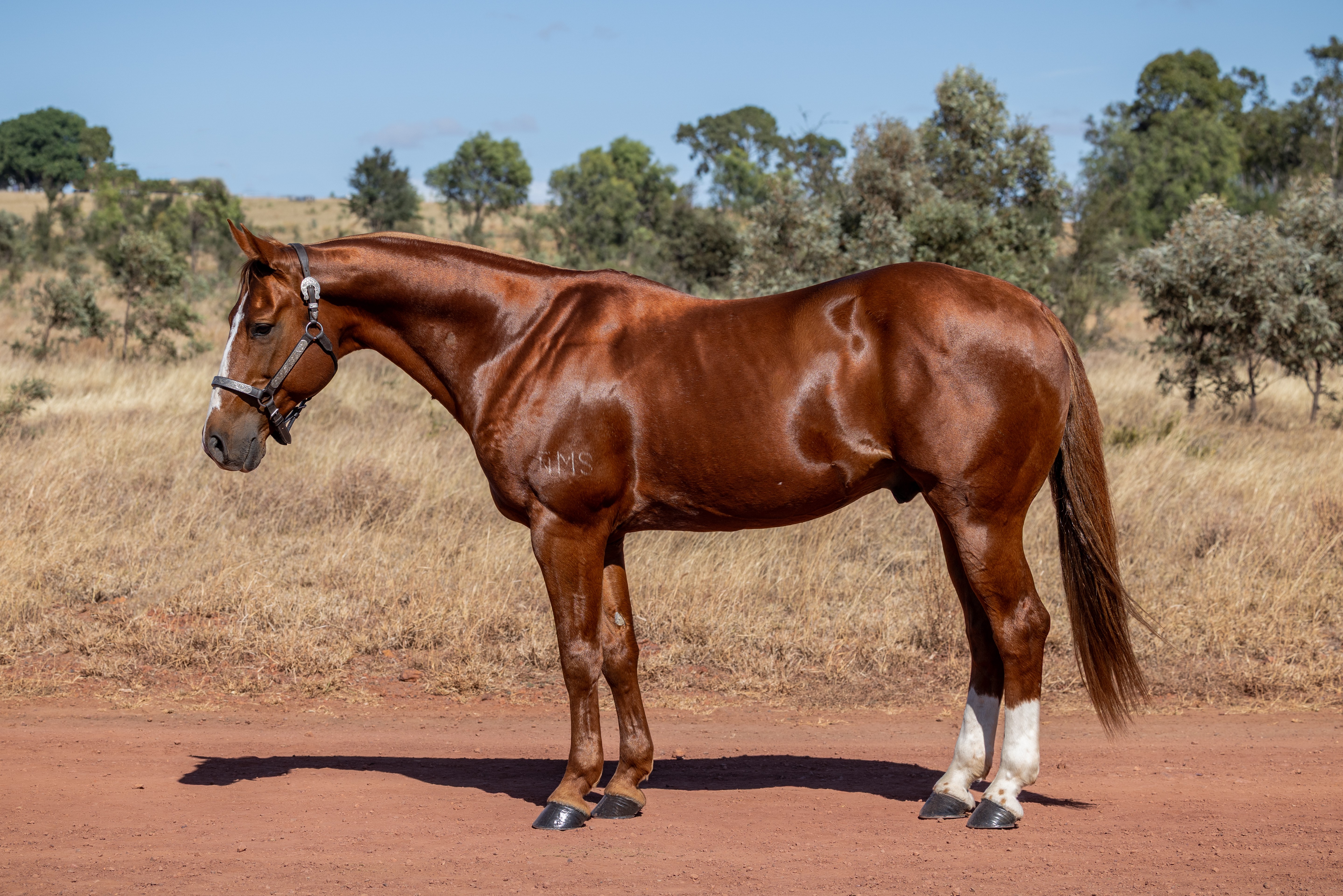 Body Shot Nearside Landscape of ONE KNIGHT STAND taken on 01 May 2026 at QLD ONE KNIGHT STAND nearside