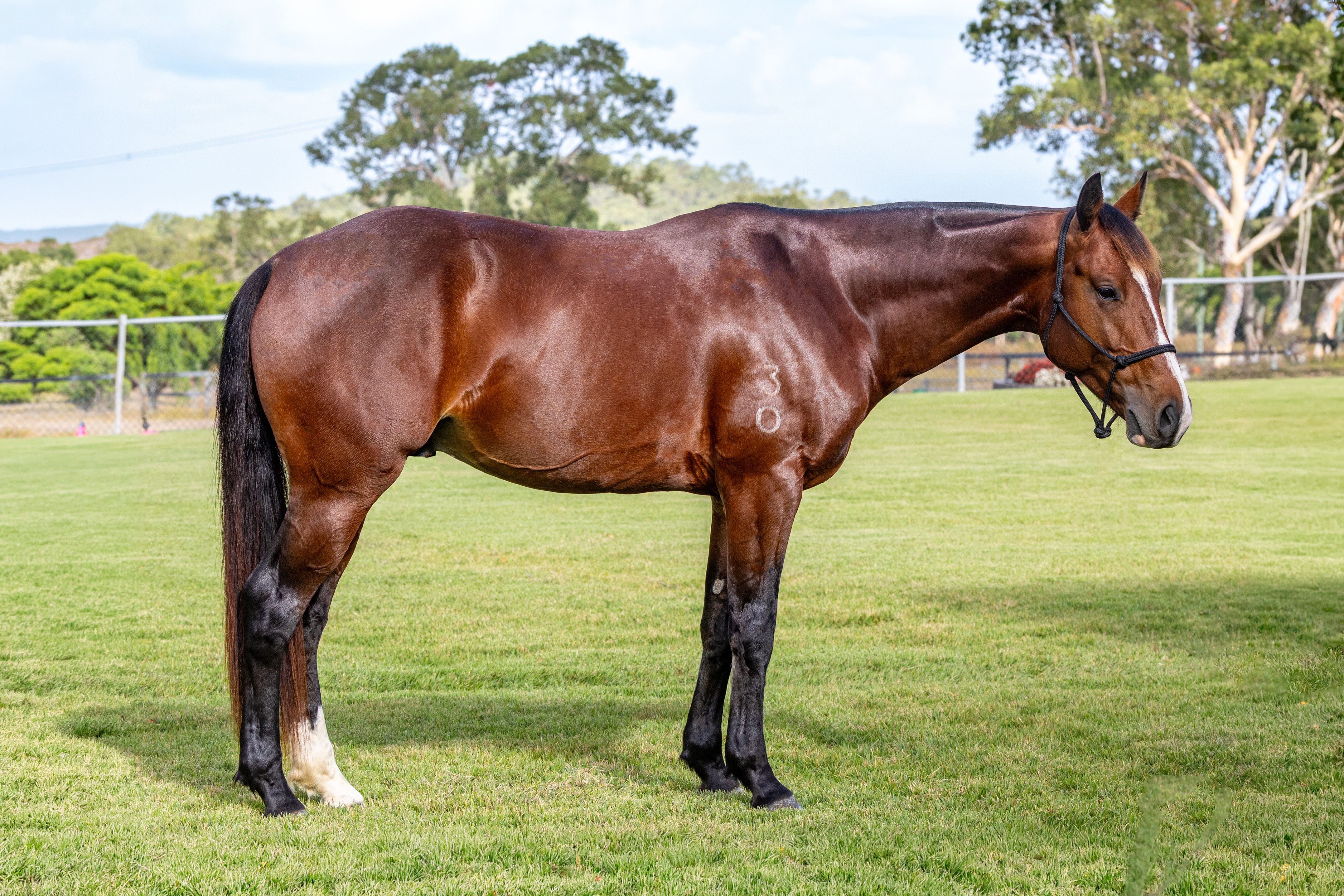 Body Shot Nearside Landscape of LYRA PARK DEPUTY taken on 01 June 2026 at QLD LYRA PARK DEPUTY nearside