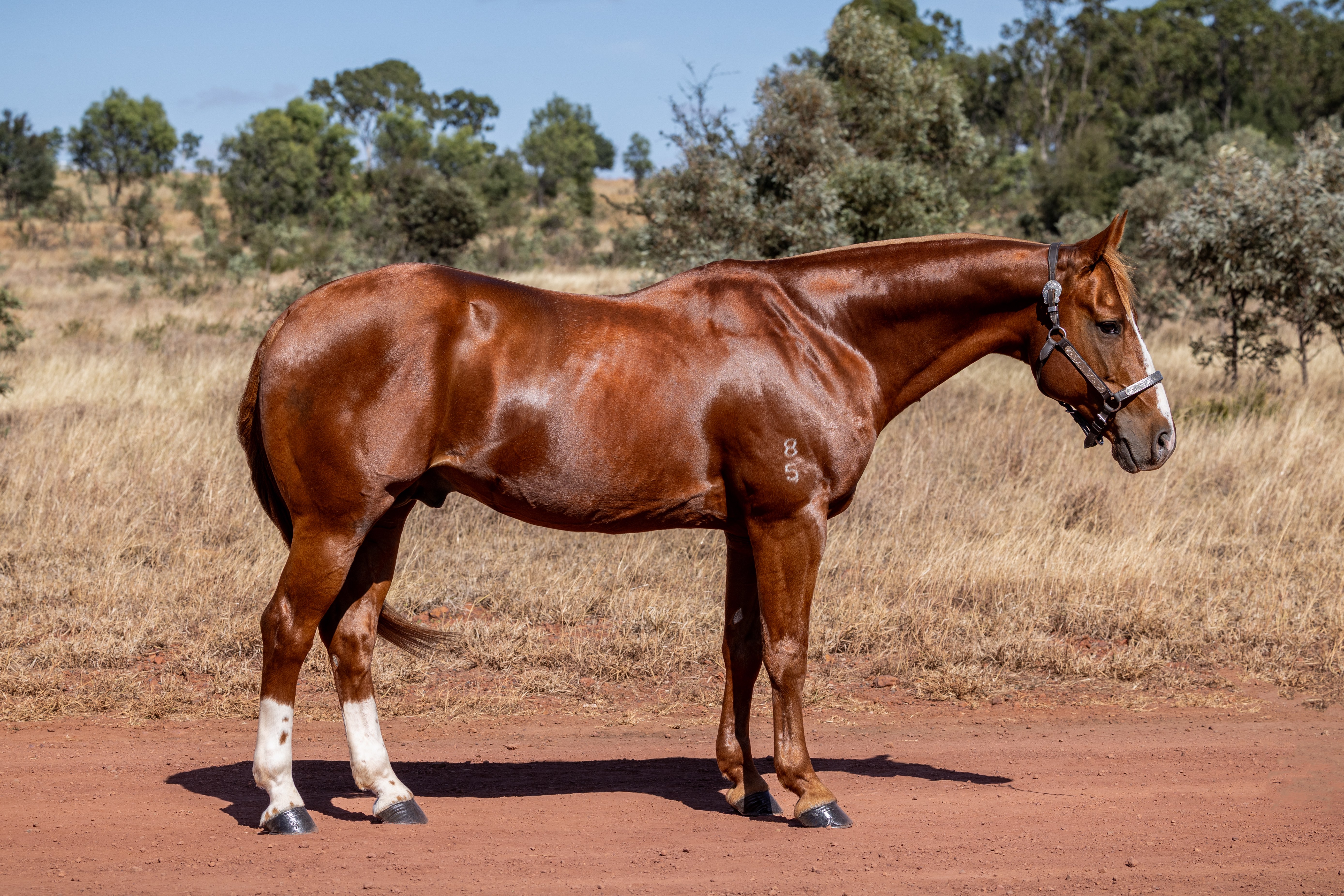Body Shot Nearside Landscape of ONE KNIGHT STAND taken on 01 May 2026 at QLD ONE KNIGHT STAND nearside
