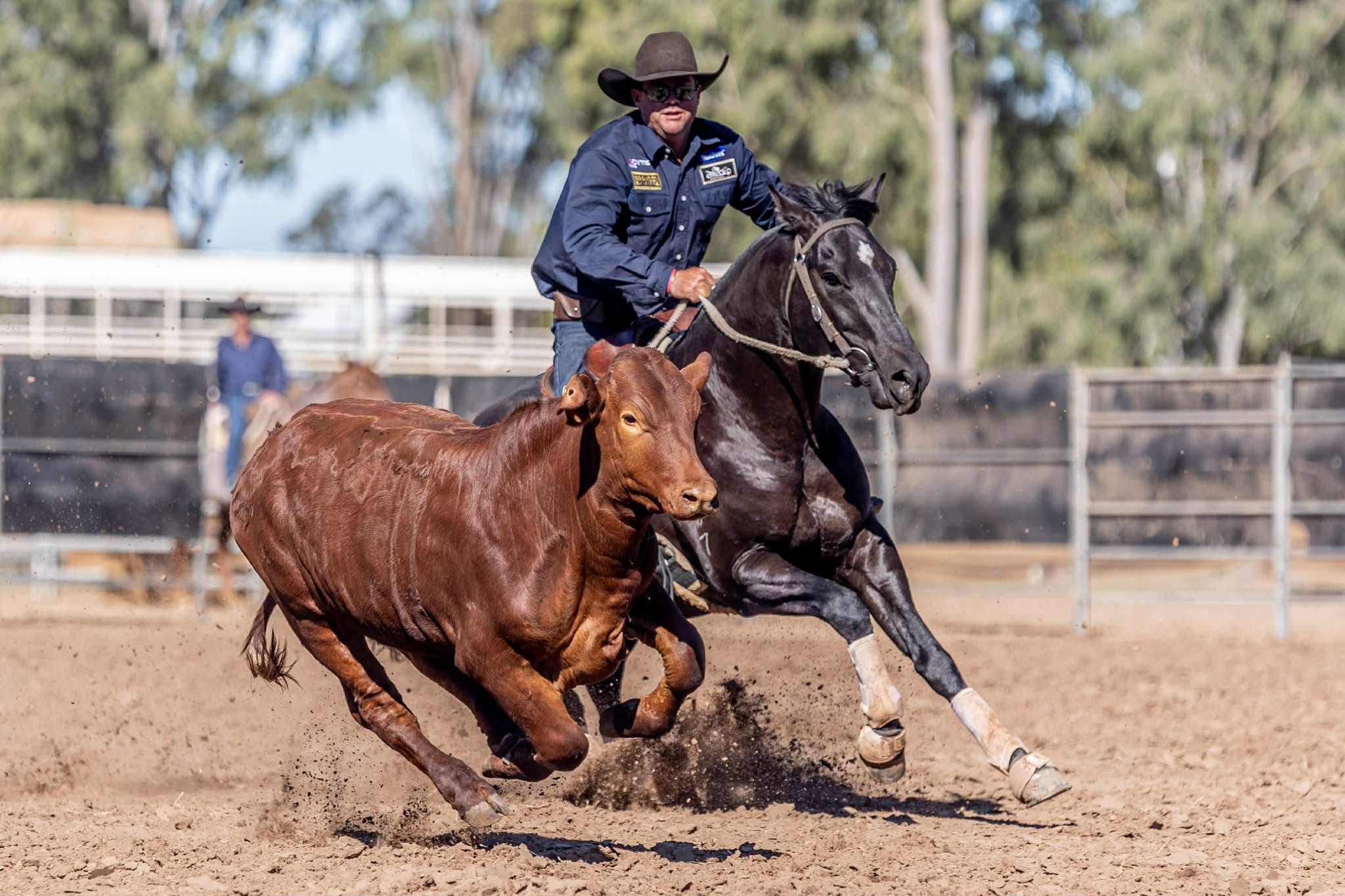 Performance History Image of LYRA PARK DELT ME N ACRE taken on 01 June 2026 at QLD LYRA PARK DELT ME N ACRE campdrafting