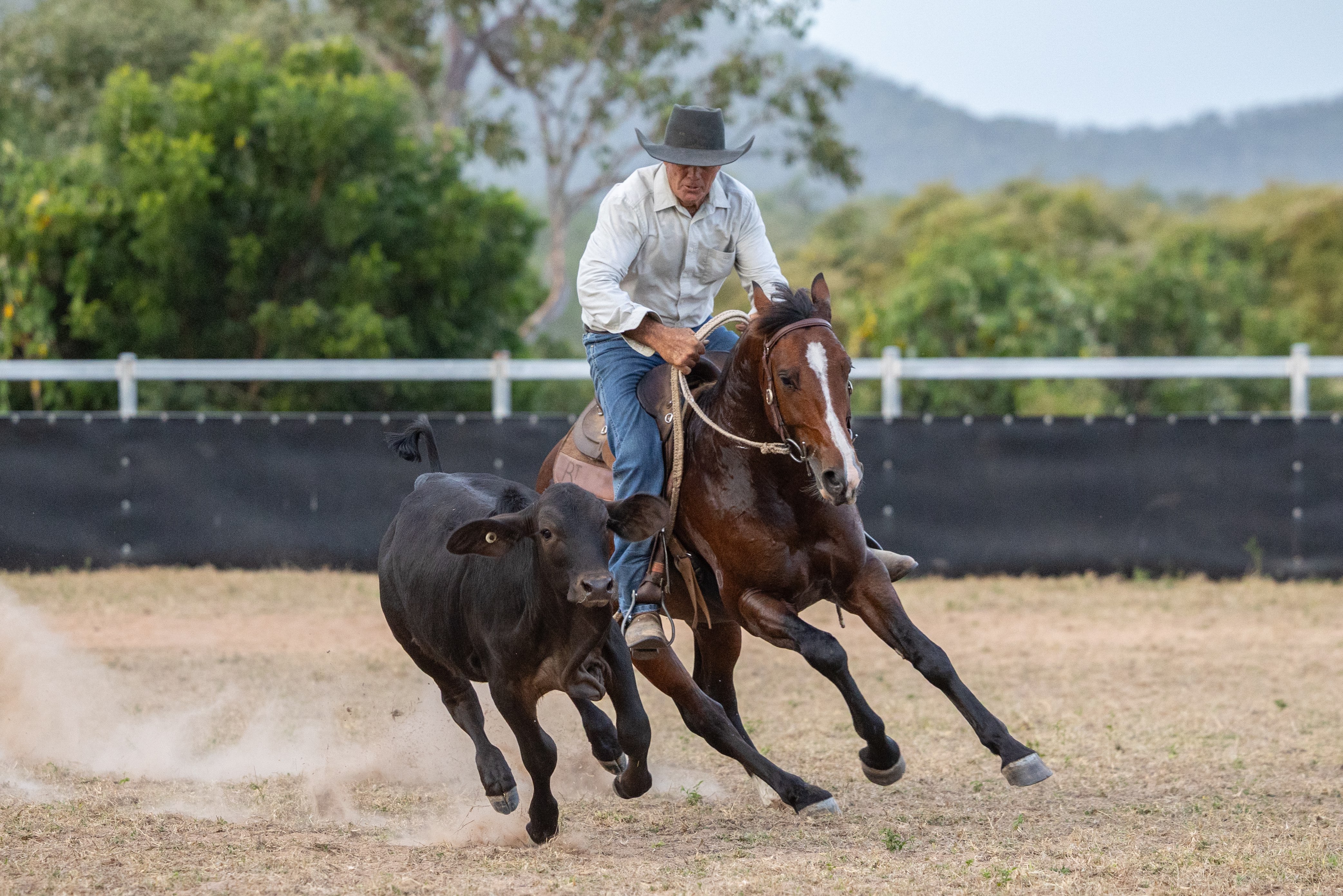 Performance History Image of LYRA PARK DEPUTY taken on 01 June 2026 at QLD LYRA PARK DEPUTY camprafting