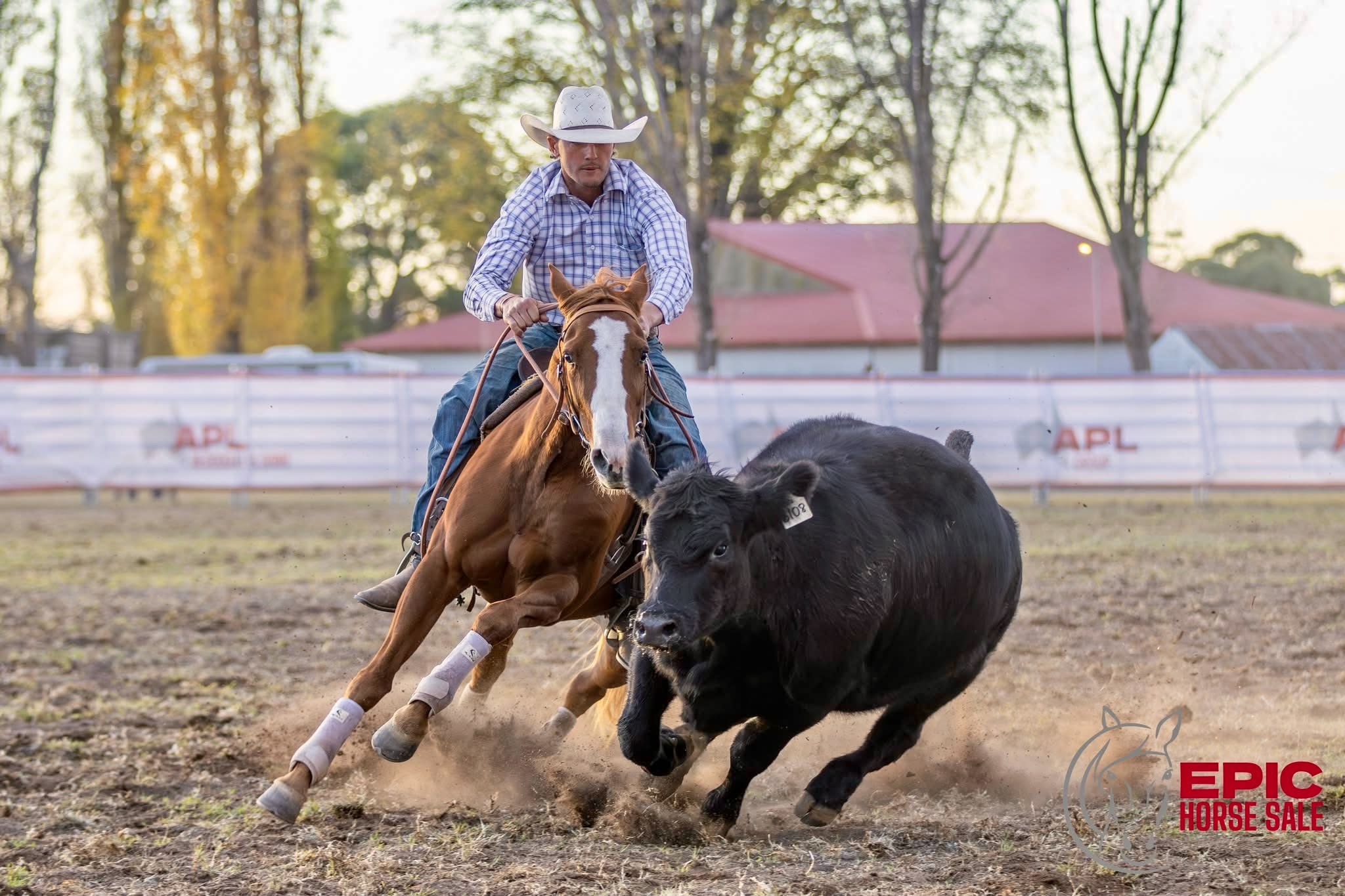 Performance History Image of SUPER TUFF KITTY taken on 01 May 2026 at NSW Super Tuff Kitty Campdrafting Epic Glenn Innes-1
