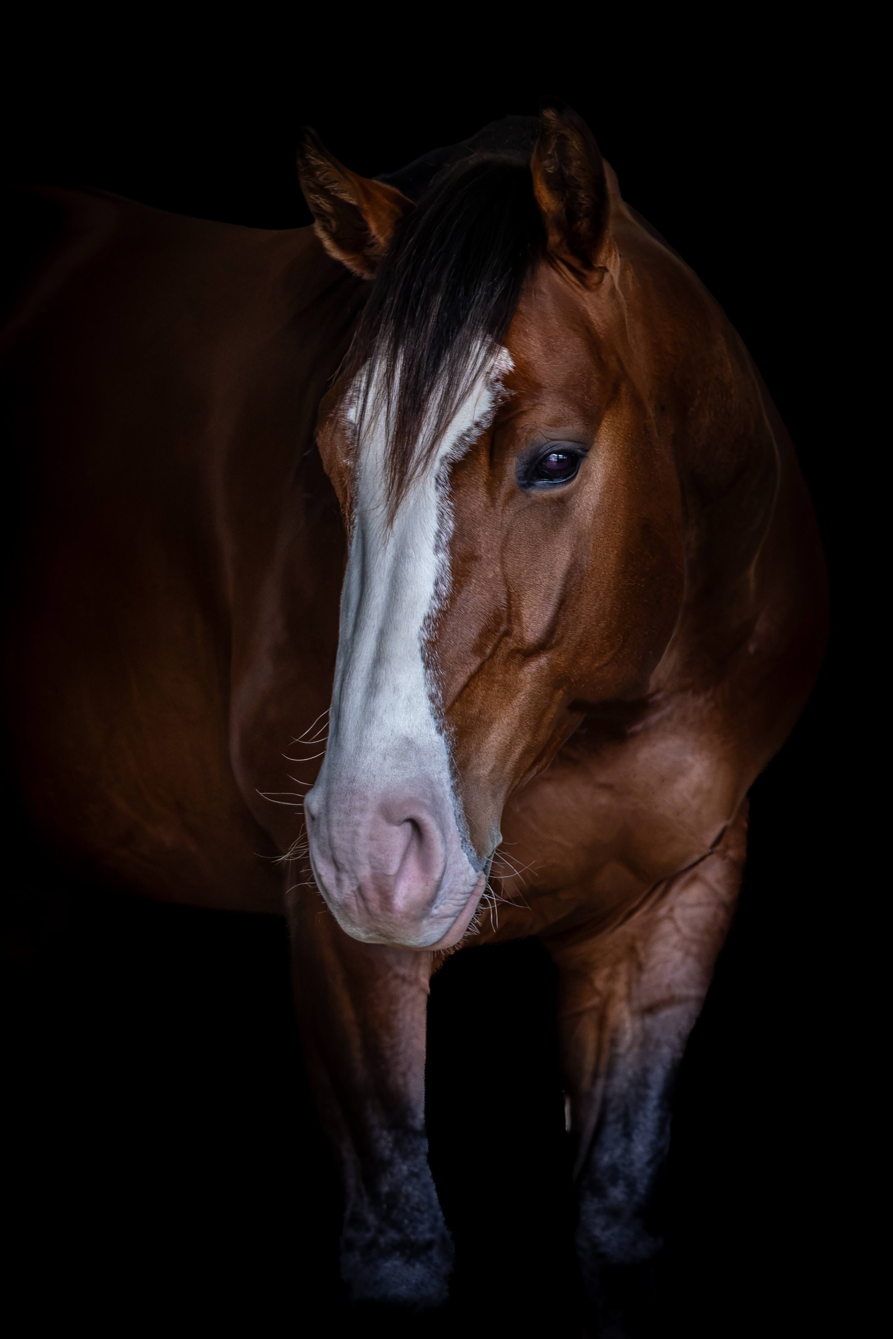 stallion/2026/profile-image-of-bad-boy-taken-on-01-august-2026-at-qld-bad-boy-3.jpg