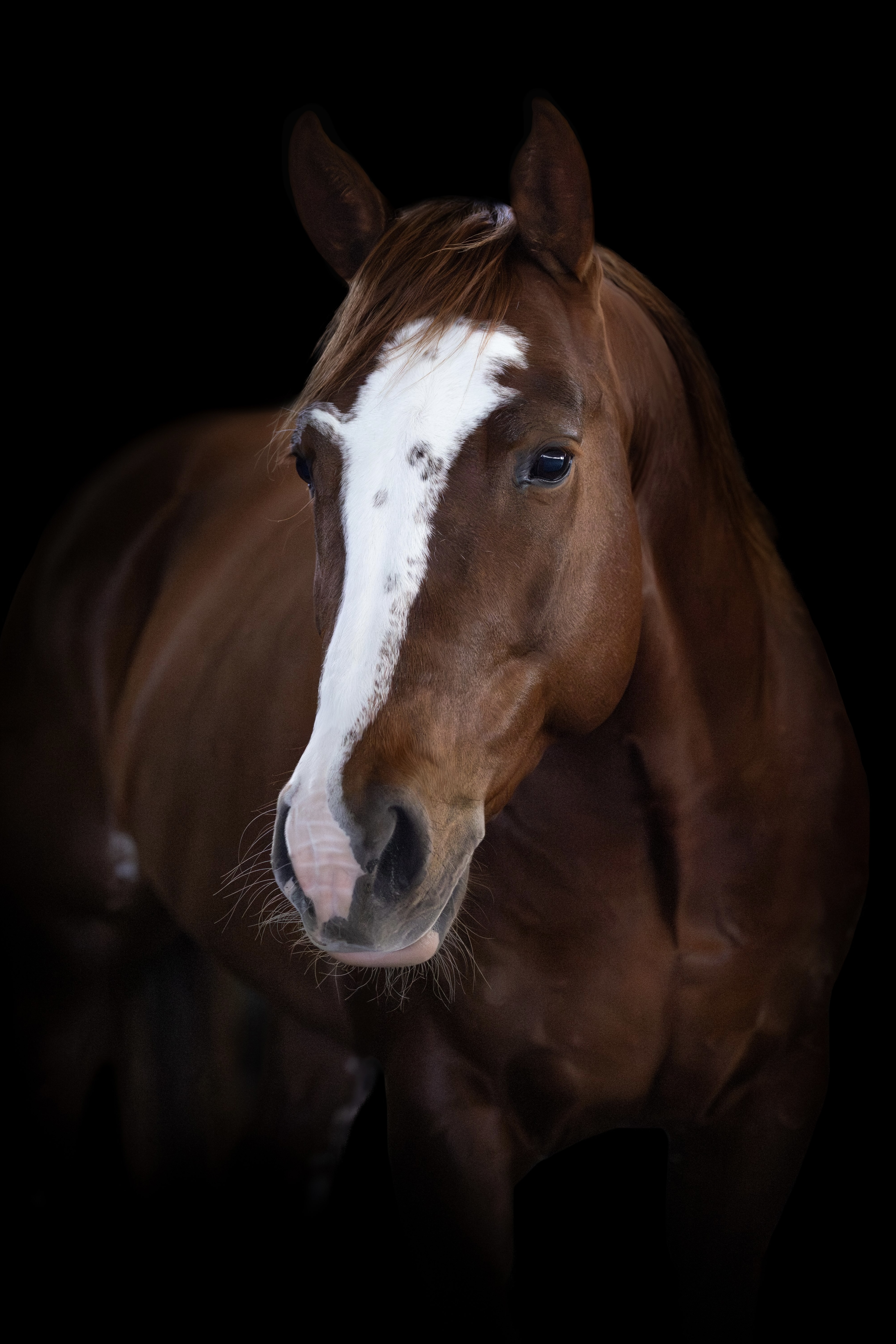 stallion/2026/profile-image-of-badboon-time-taken-on-01-june-2026-at-nsw-badboon-time-headshot.jpg
