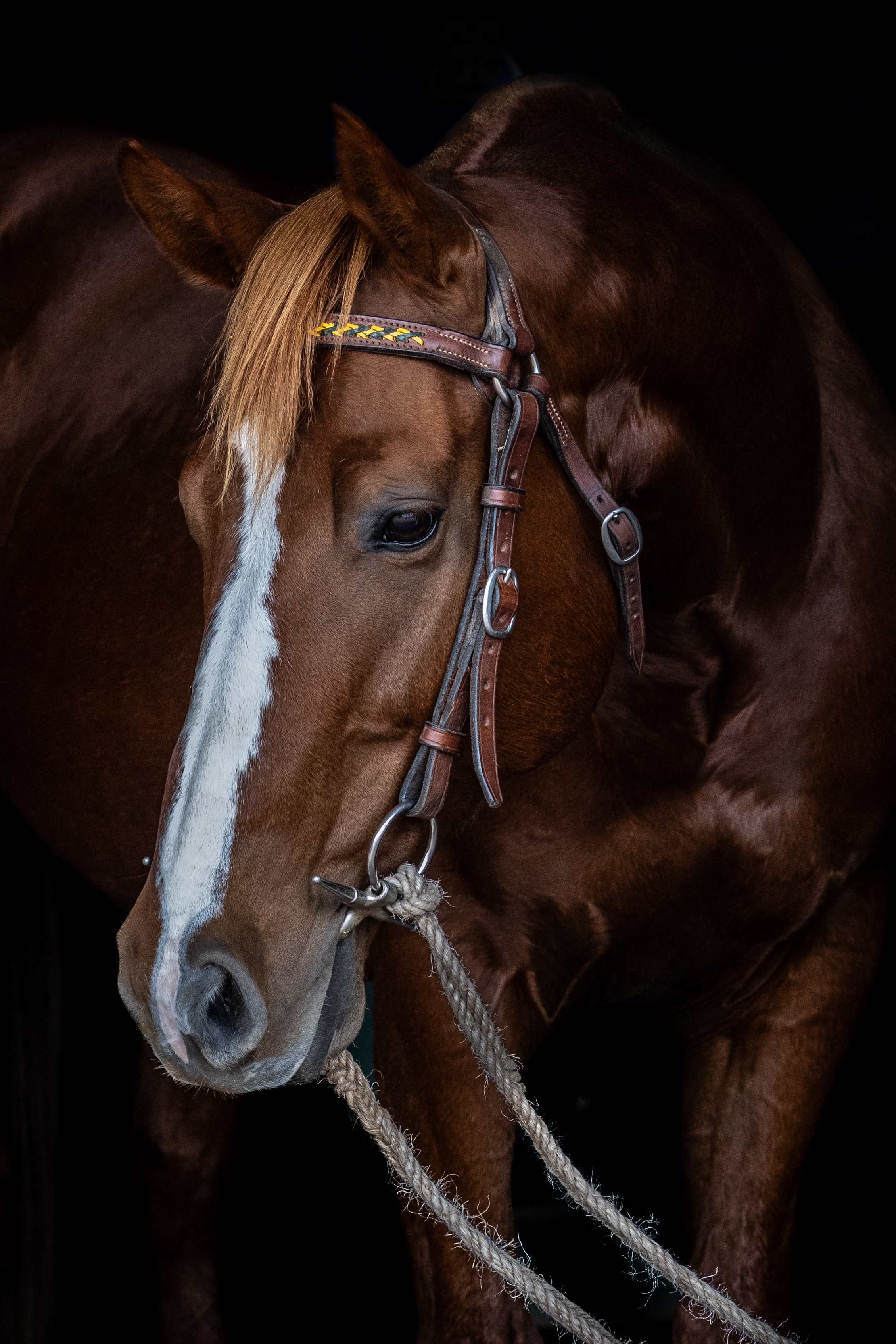 stallion/2026/profile-image-of-conmark-taken-on-01-may-2026-at-qld-conmark-head-shot.jpg