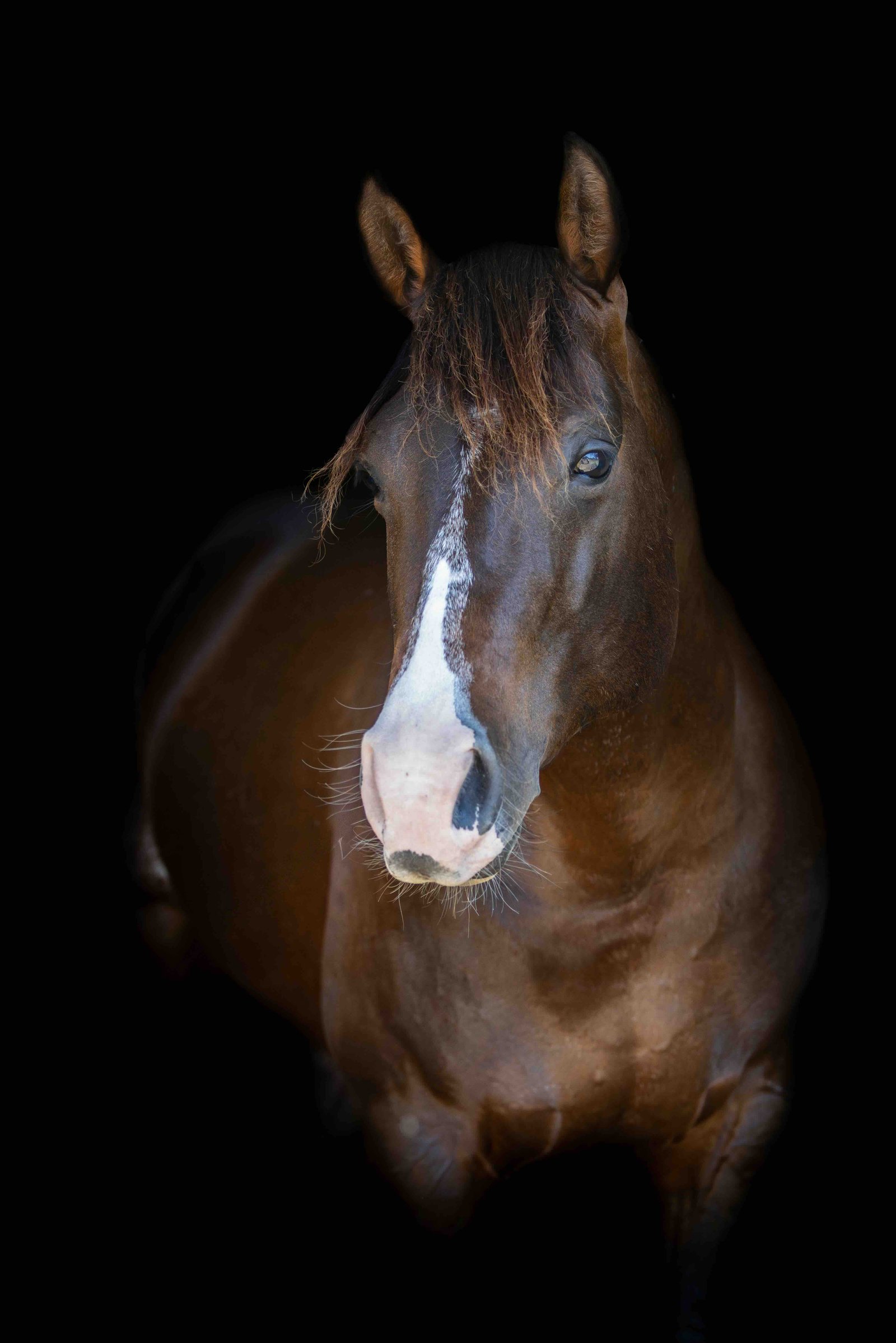 stallion/2026/profile-image-of-cuttabar-cole-fusion-taken-on-01-september-2026-at-nsw-cuttabar-cole-fusion-6.jpg