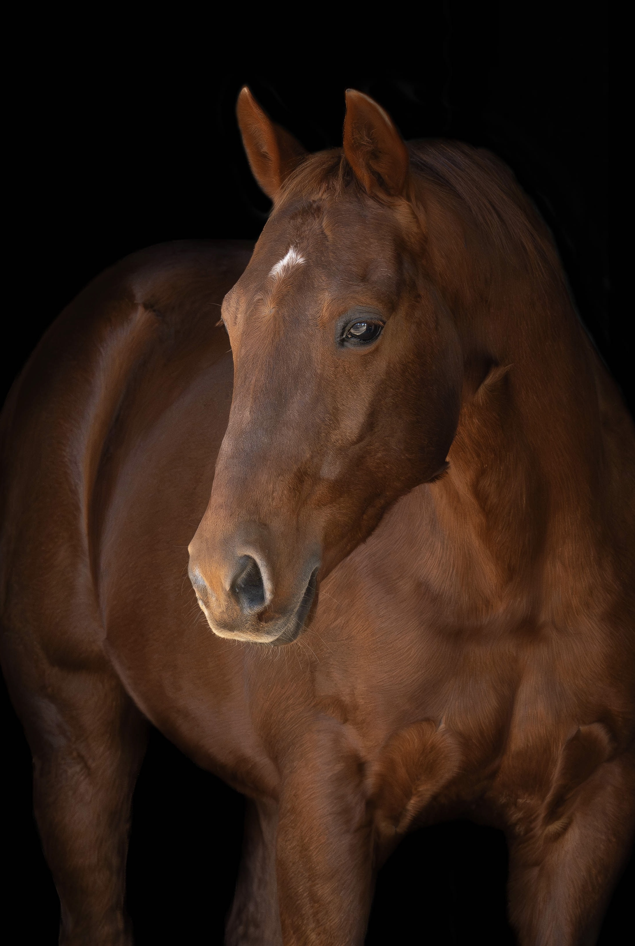 stallion/2026/profile-image-of-eb-s-phalaris-taken-on-01-july-2026-at-vic-eb-s-phalaris-3.jpg
