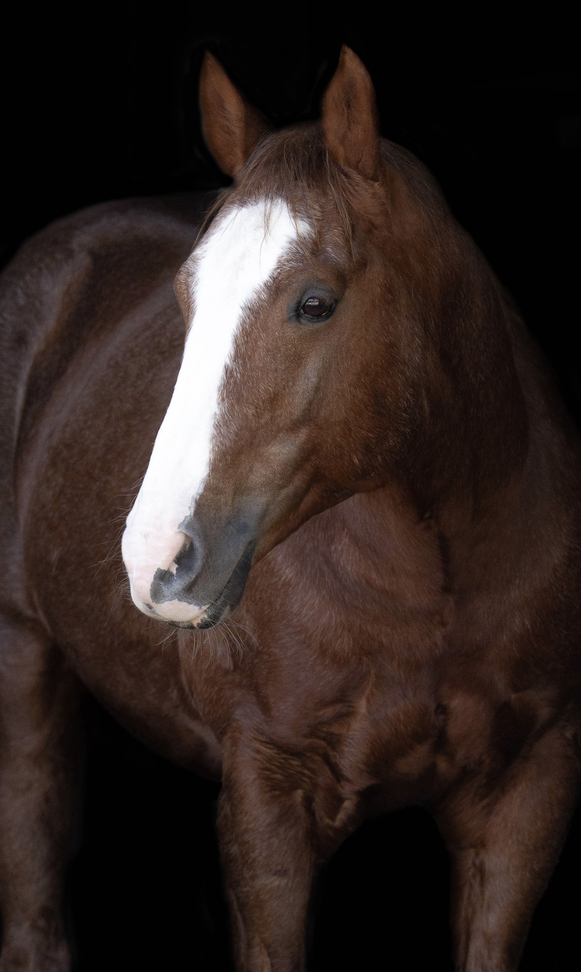 stallion/2026/profile-image-of-eb-s-turf-taken-on-01-july-2026-at-vic-eb-s-turf-4.jpg
