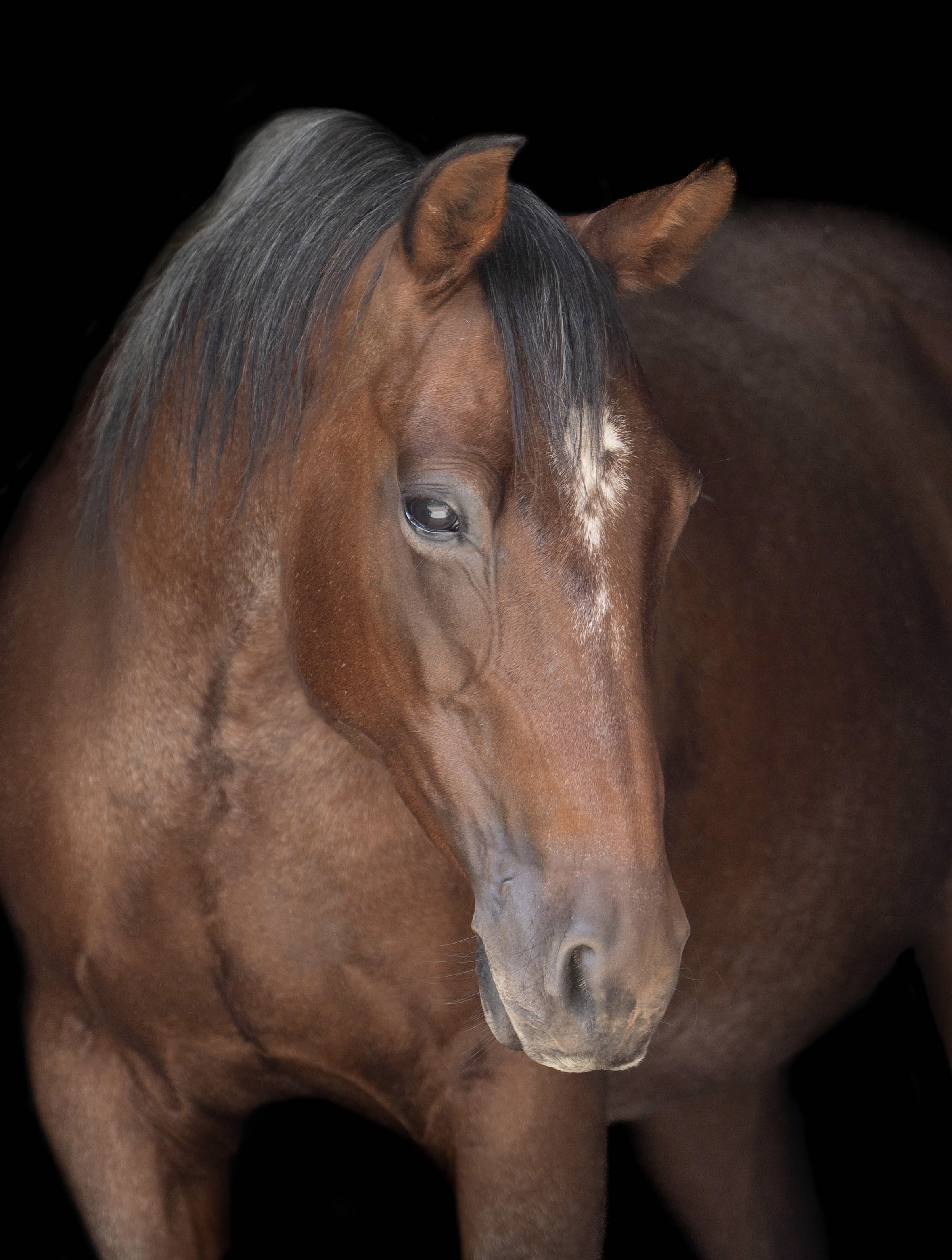stallion/2026/profile-image-of-garteralicious-taken-on-01-may-2026-at-vic-garterlicious-profile-headshot.jpg