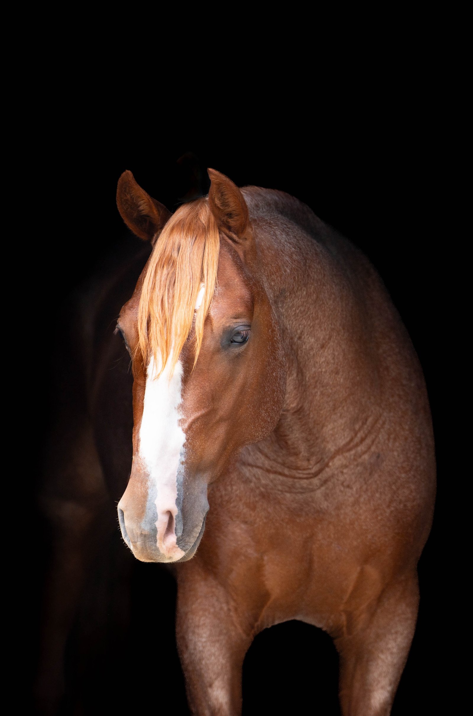 stallion/2026/profile-image-of-hardalicious-taken-on-01-may-2026-at-vic-hardalicious-profile-head-shot.jpg